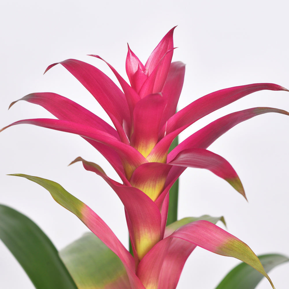 Guzmania Pink Bromelie