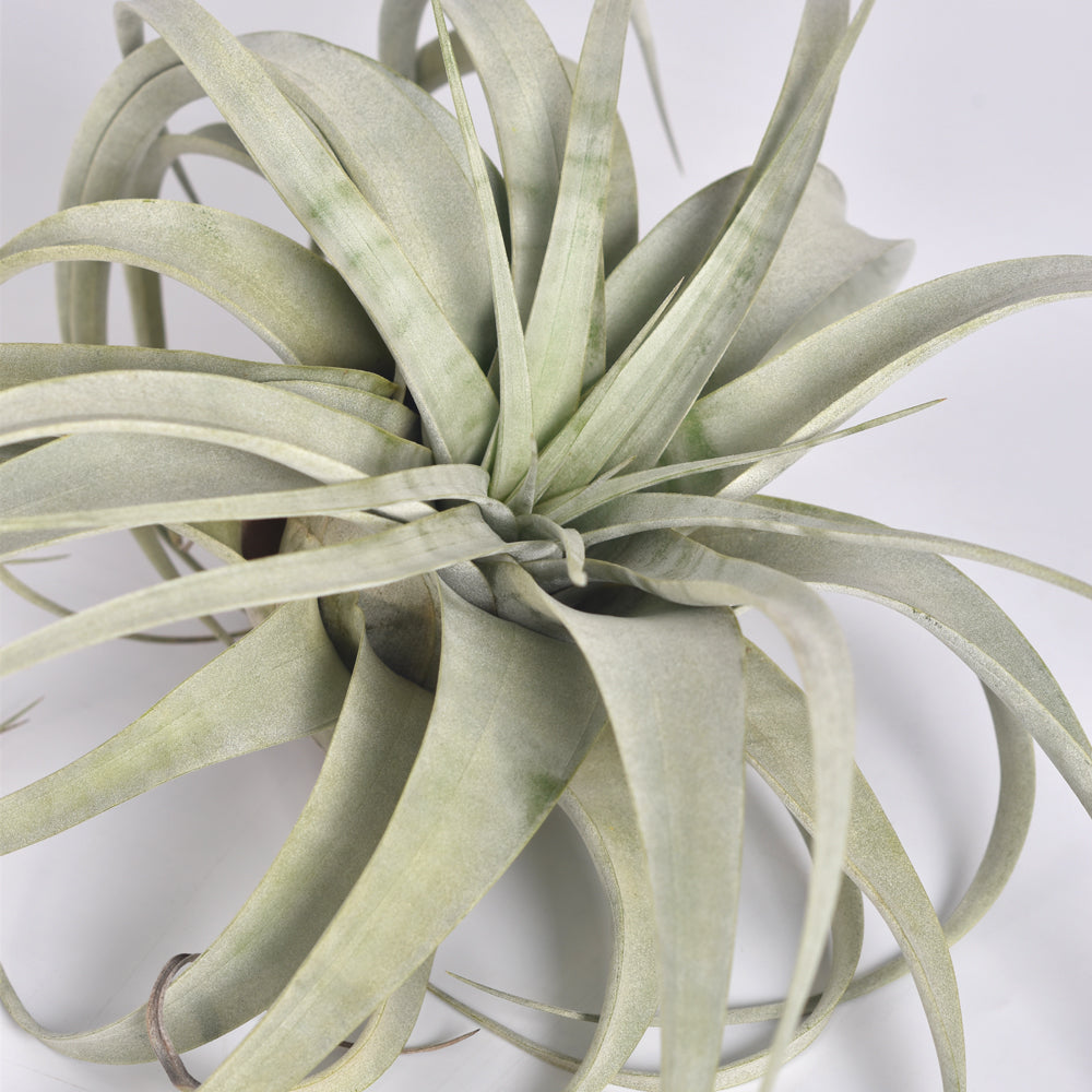 Tillandsia Xerographica – Luftpflanze