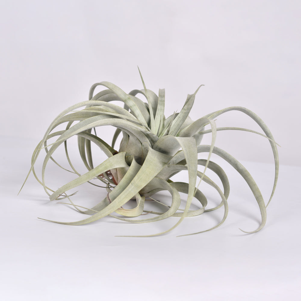 Tillandsia Xerographica – Luftpflanze