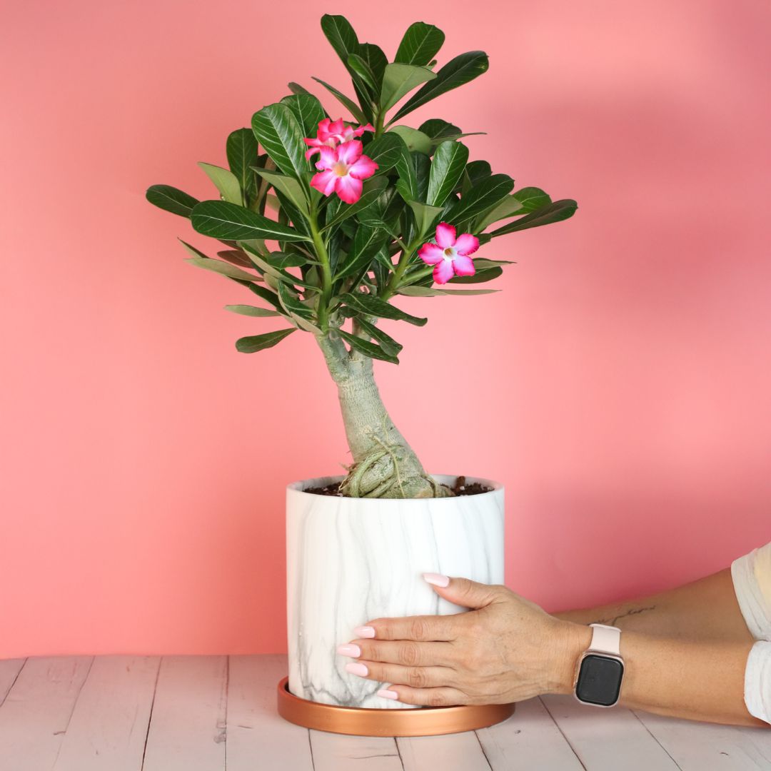 Wüstenrose – Adenium obesum