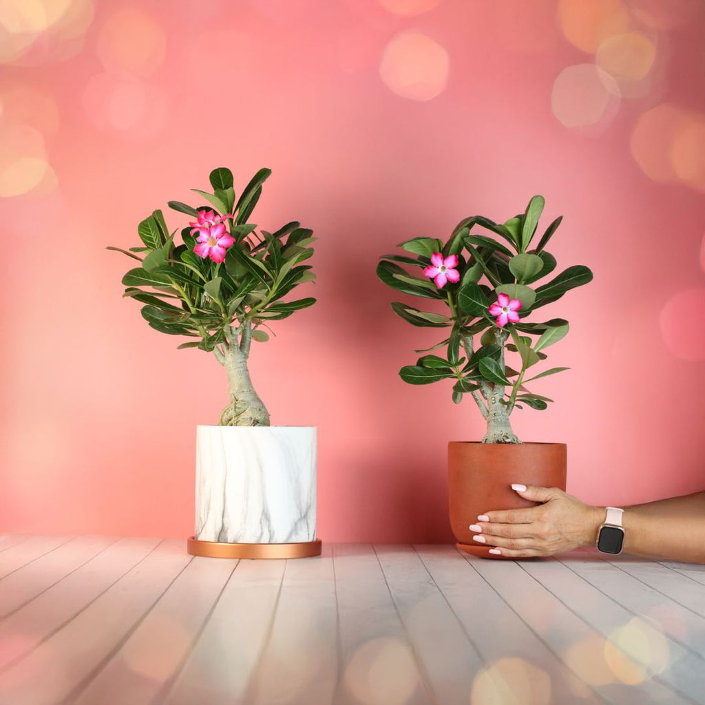 Wüstenrose – Adenium obesum