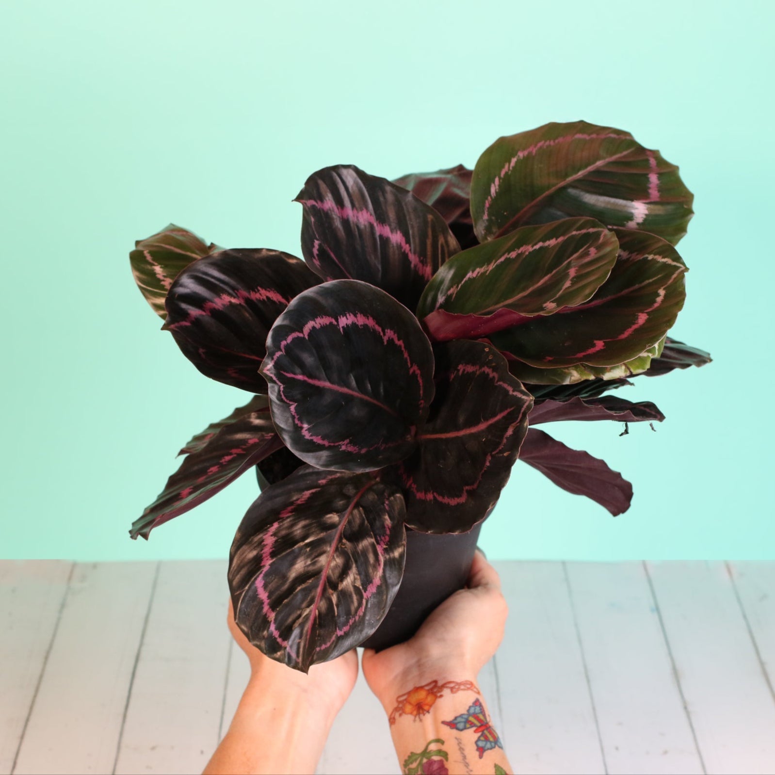 Calathea Dottie – Gebetspflanze
