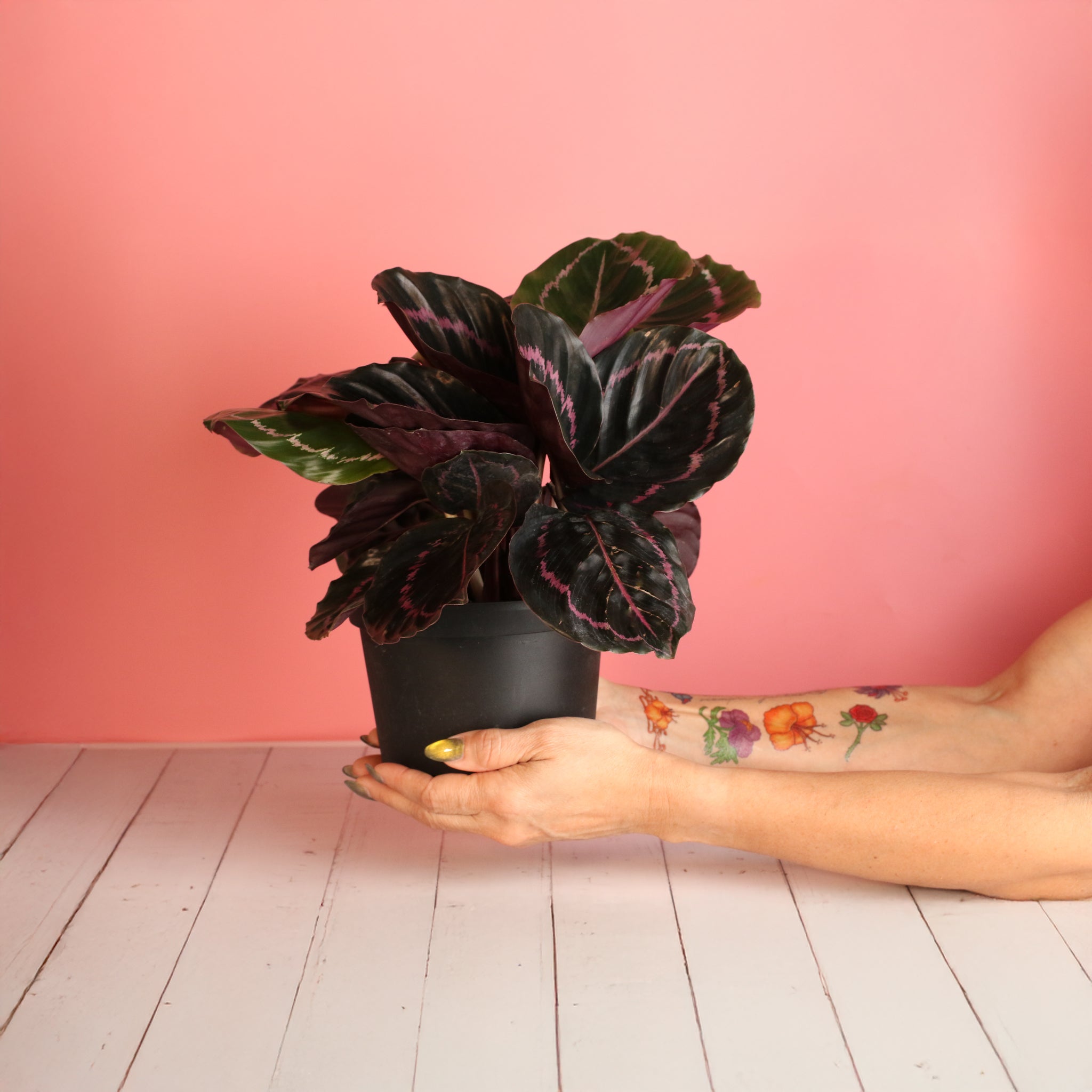 Calathea Dottie – Gebetspflanze