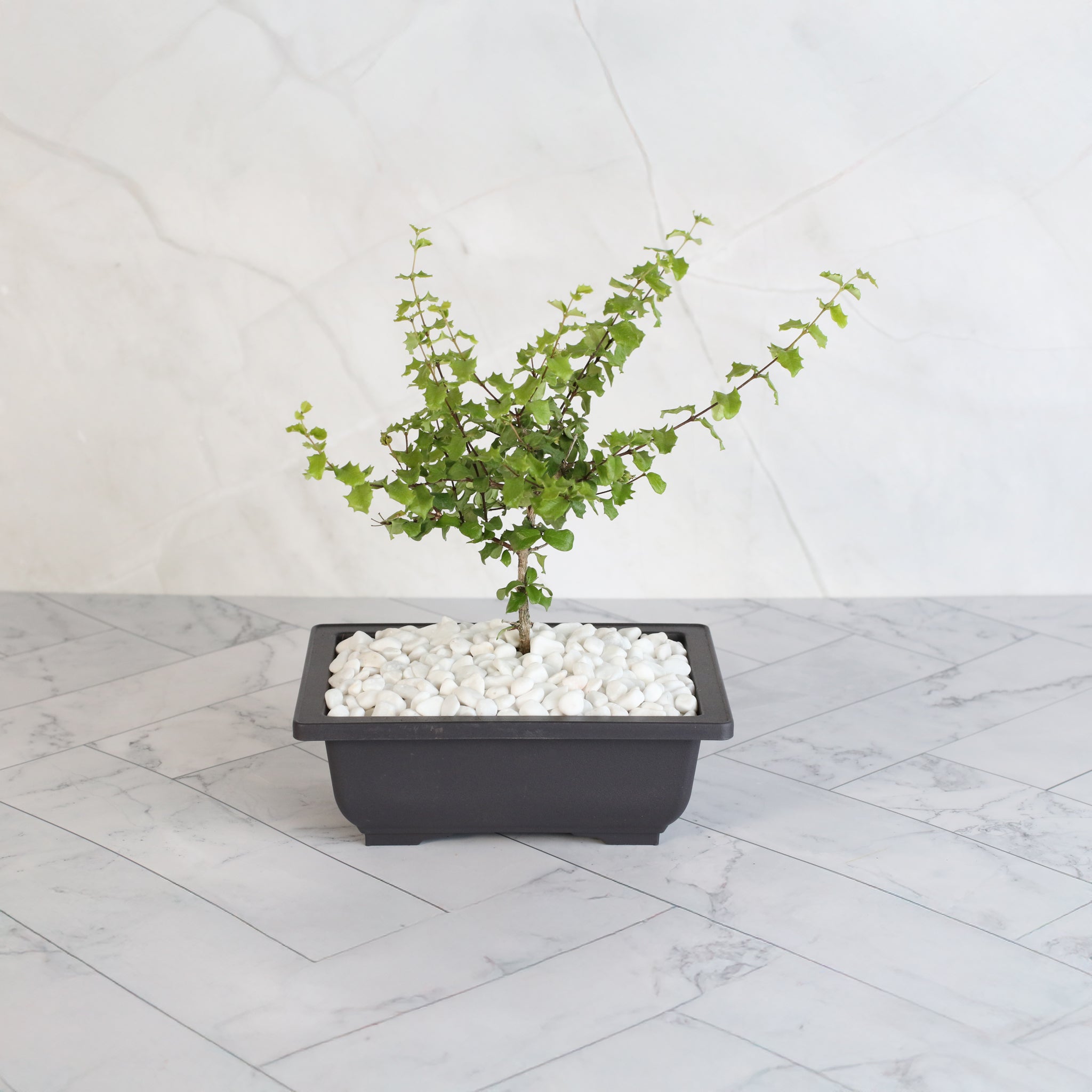 Zwerg-Hollies-Bonsai – Malpighia coccigera