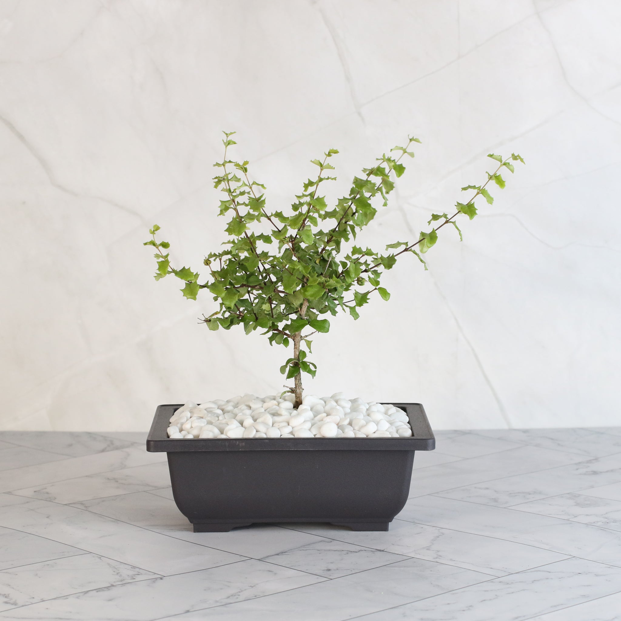 Zwerg-Hollies-Bonsai – Malpighia coccigera