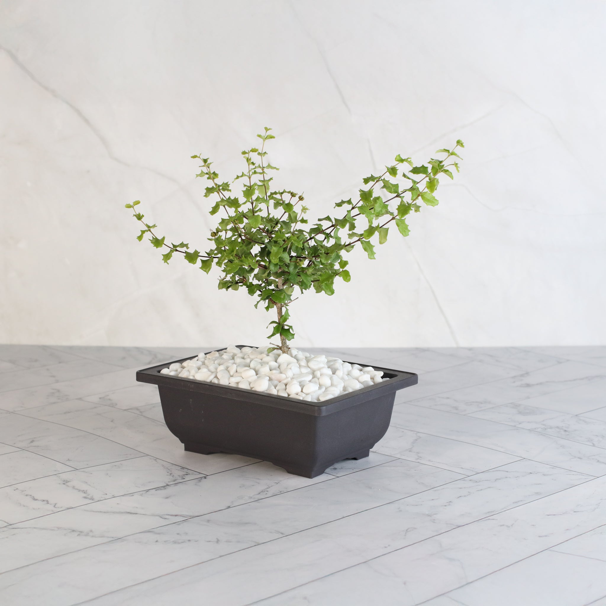 Zwerg-Hollies-Bonsai – Malpighia coccigera
