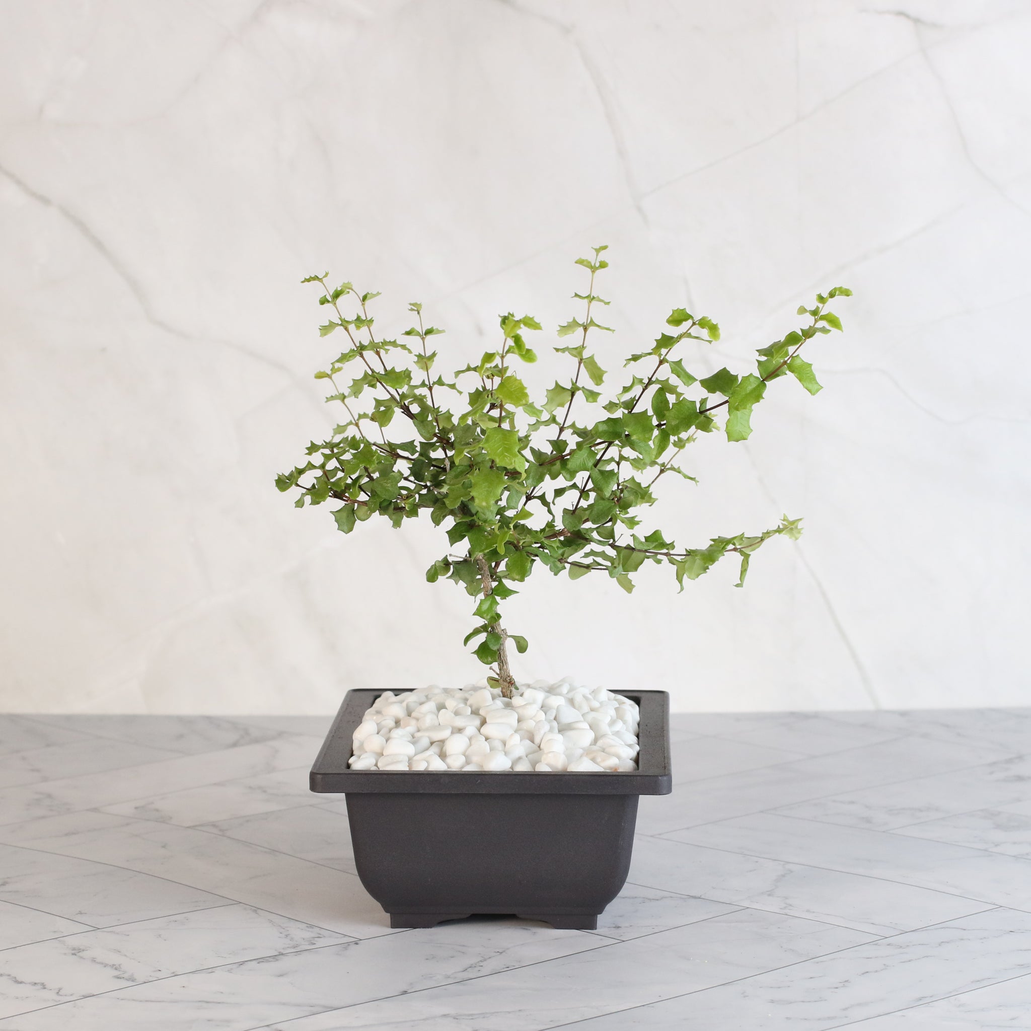 Zwerg-Hollies-Bonsai – Malpighia coccigera