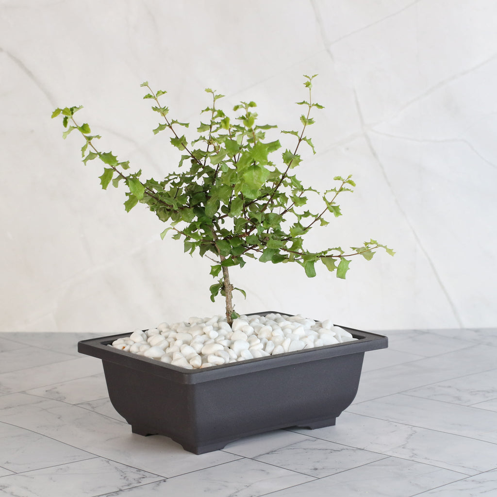 Zwerg-Hollies-Bonsai – Malpighia coccigera