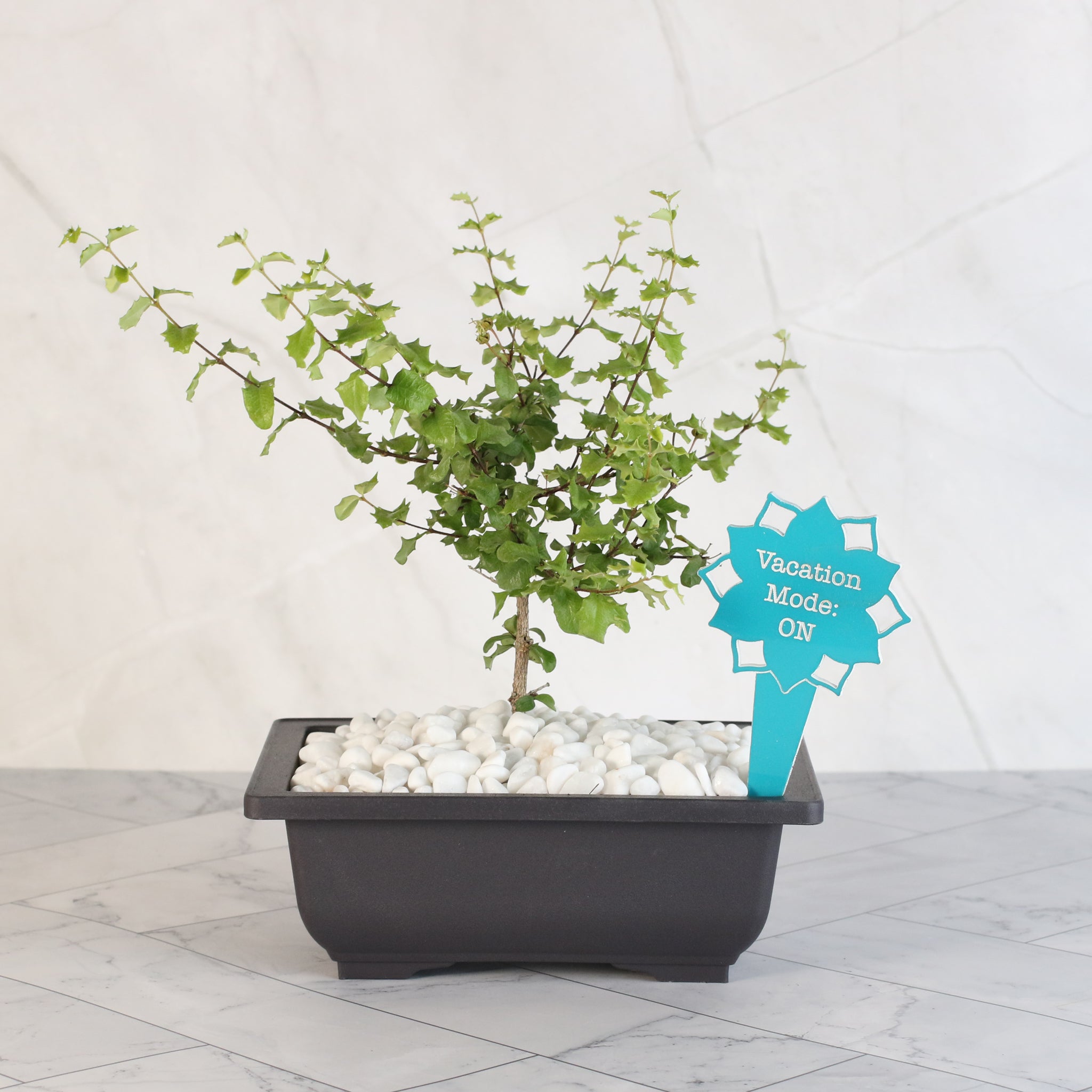 Zwerg-Hollies-Bonsai – Malpighia coccigera