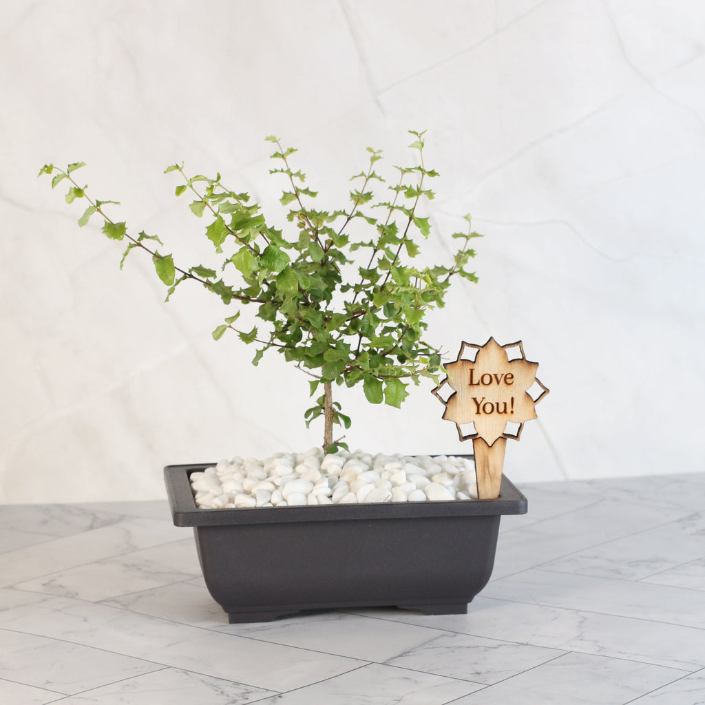 Zwerg-Hollies-Bonsai – Malpighia coccigera