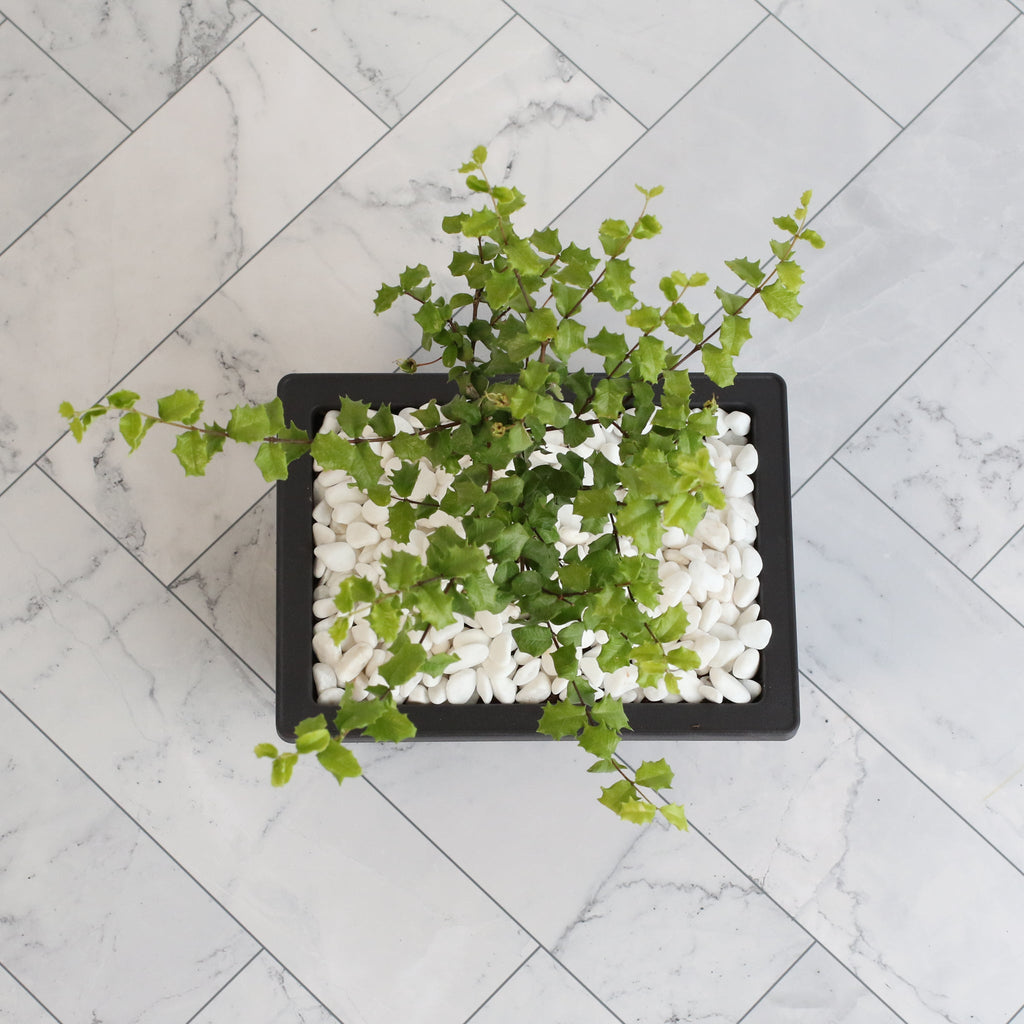 Zwerg-Hollies-Bonsai – Malpighia coccigera