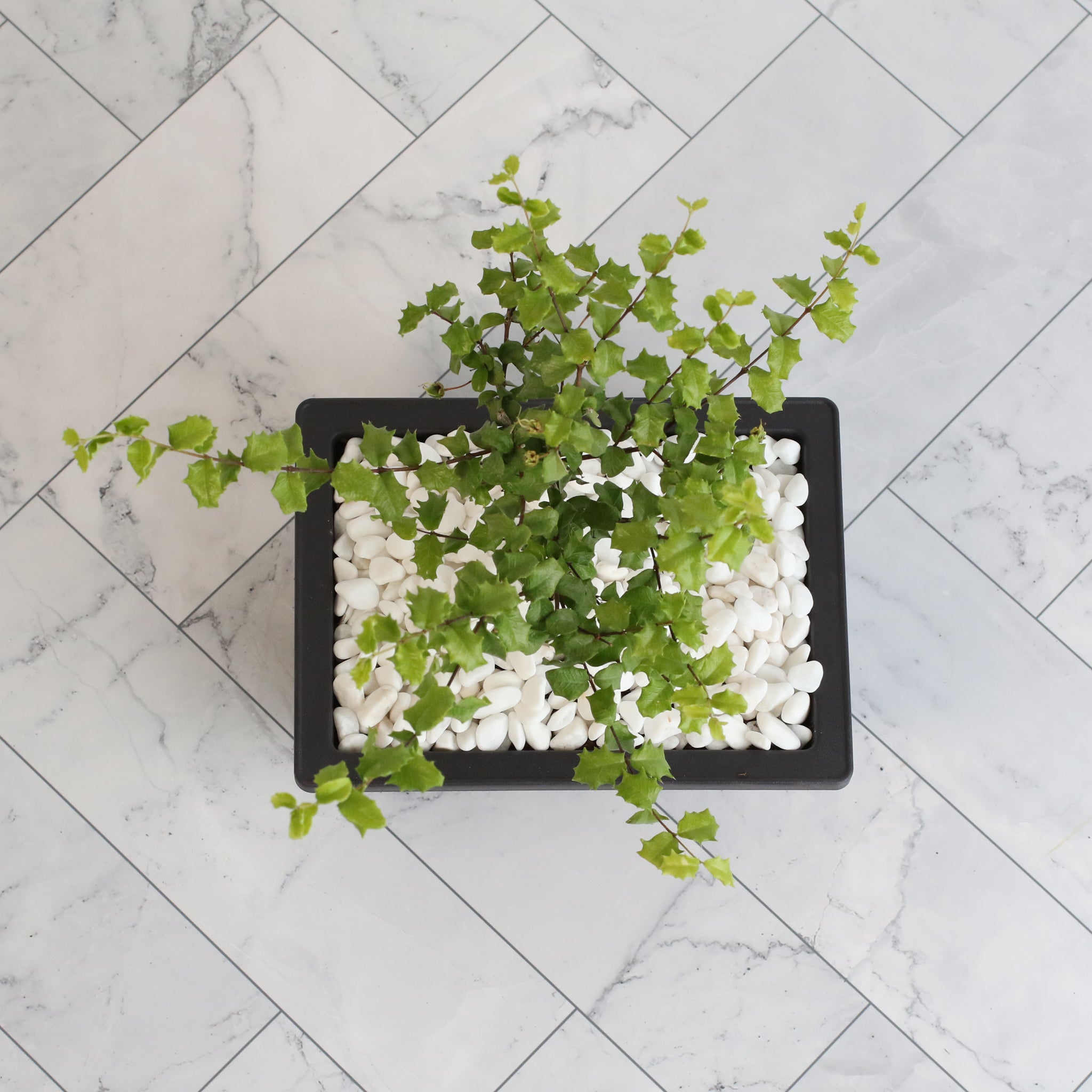 Zwerg-Hollies-Bonsai – Malpighia coccigera