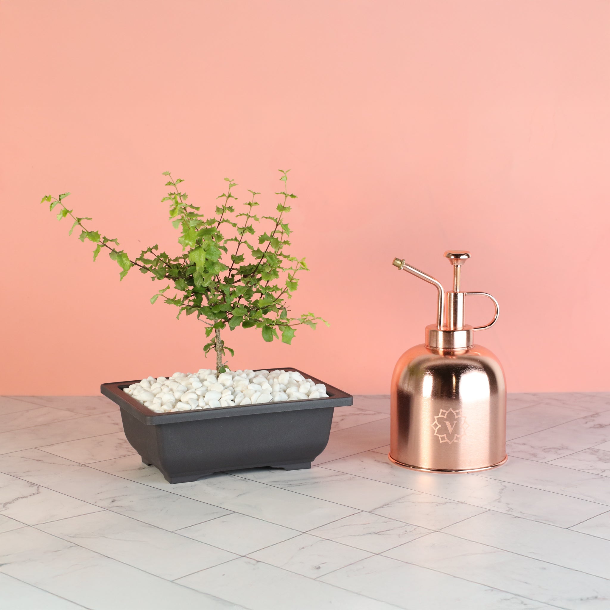 Zwerg-Hollies-Bonsai – Malpighia coccigera