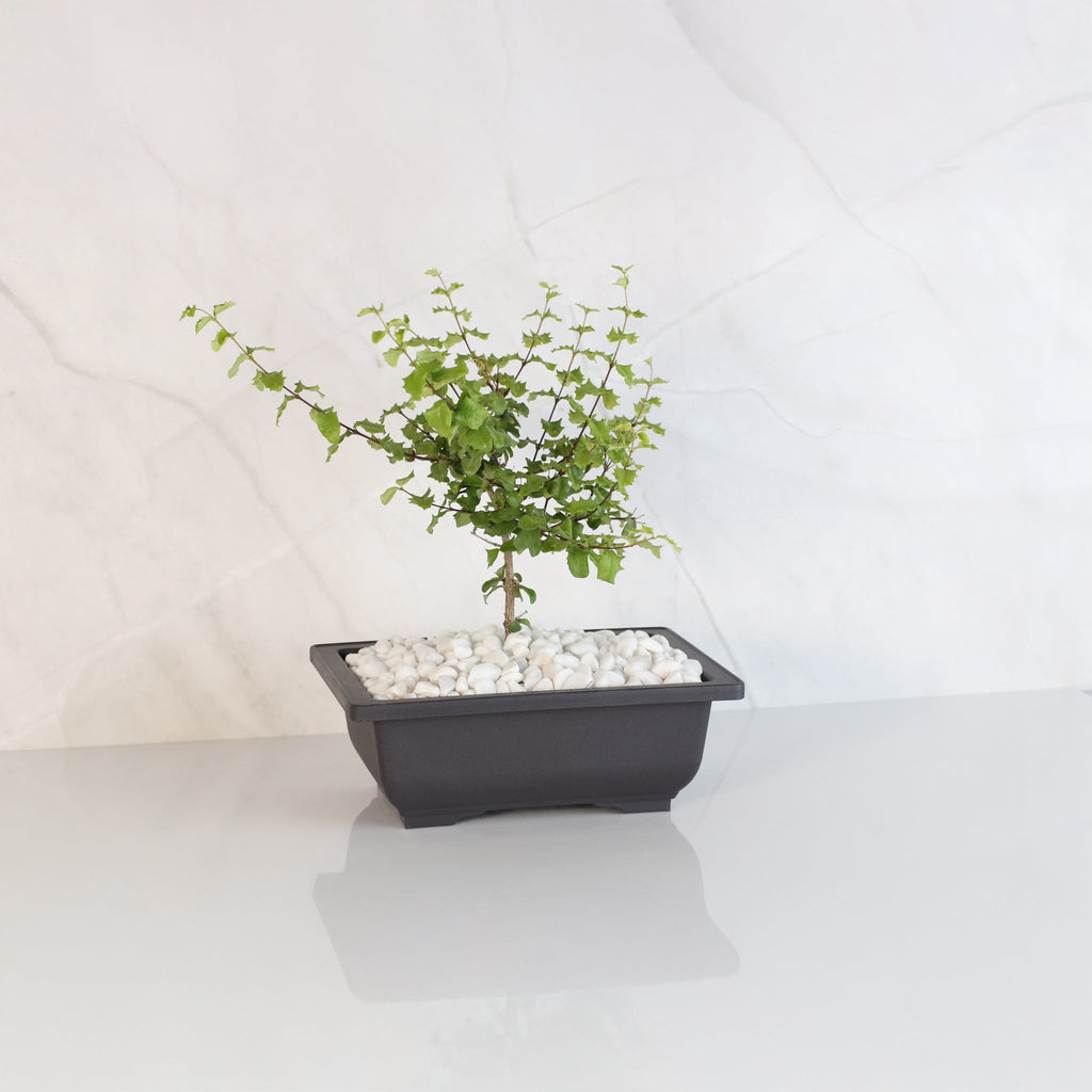 Zwerg-Hollies-Bonsai – Malpighia coccigera