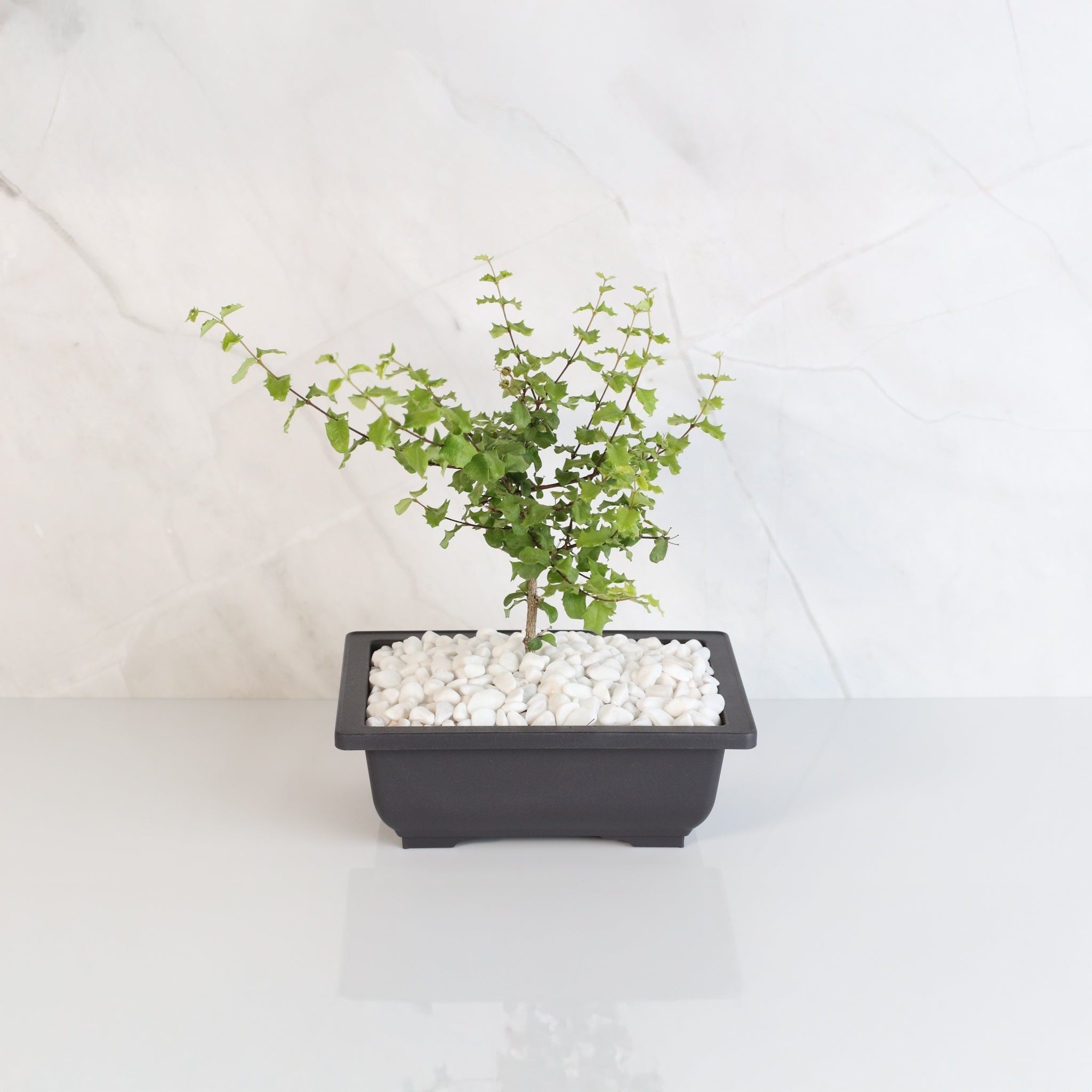 Zwerg-Hollies-Bonsai – Malpighia coccigera