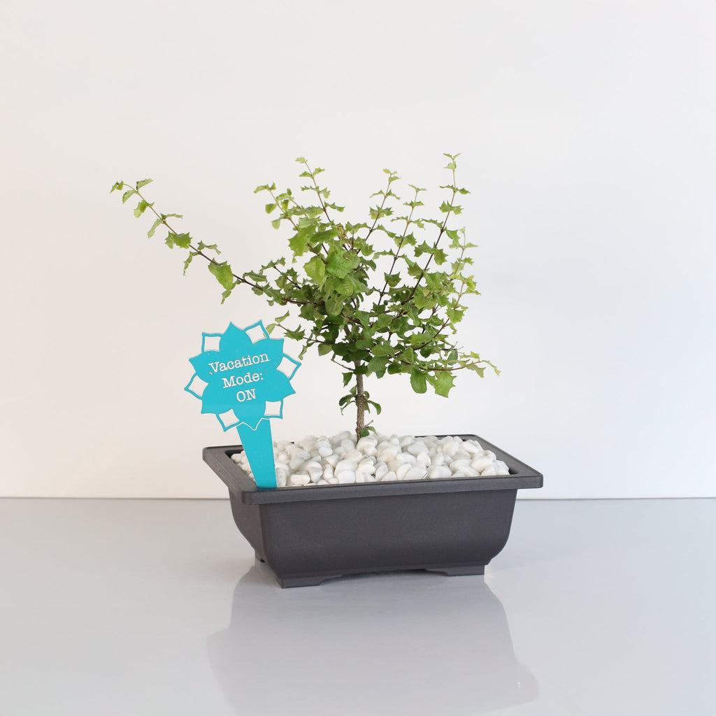 Zwerg-Hollies-Bonsai – Malpighia coccigera