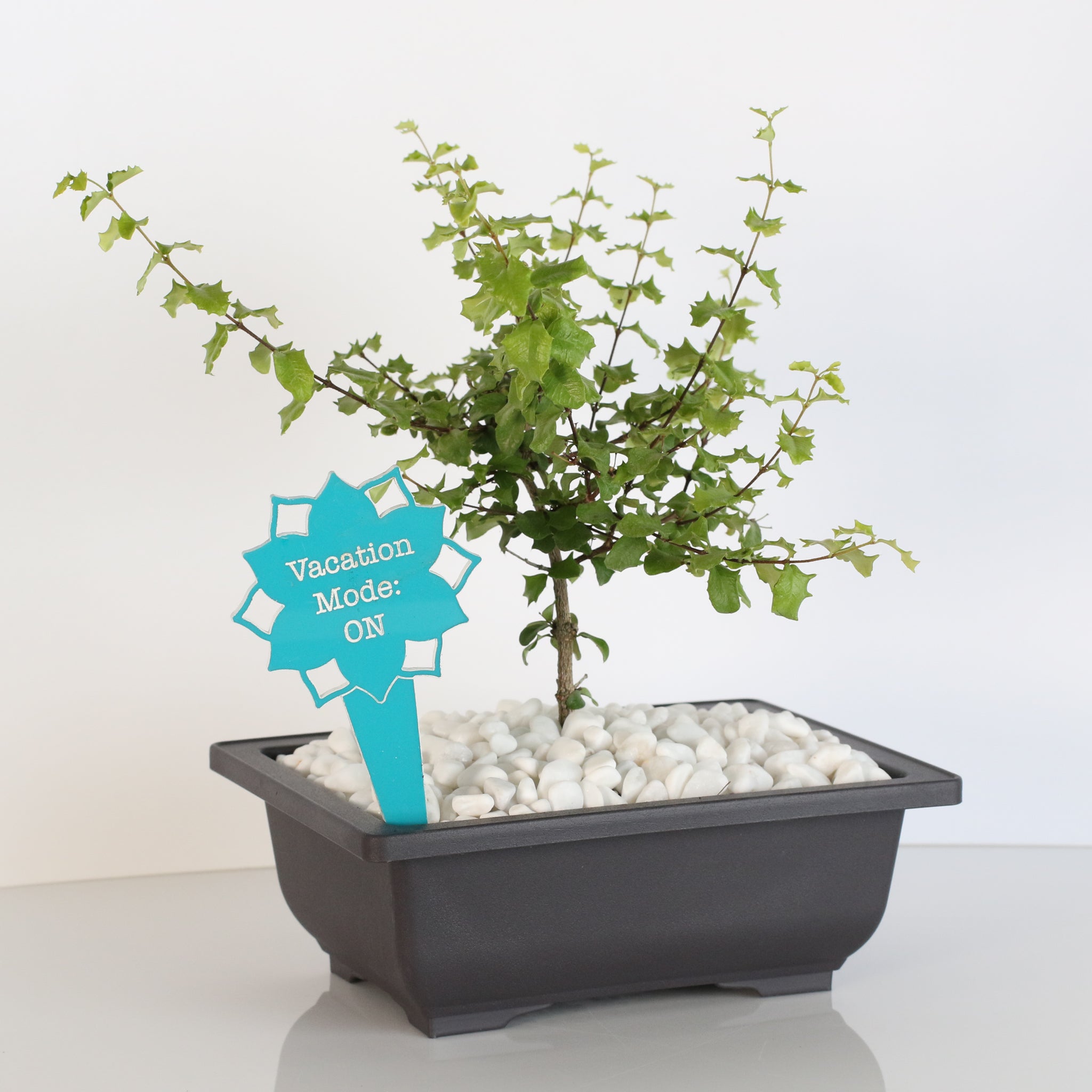 Zwerg-Hollies-Bonsai – Malpighia coccigera