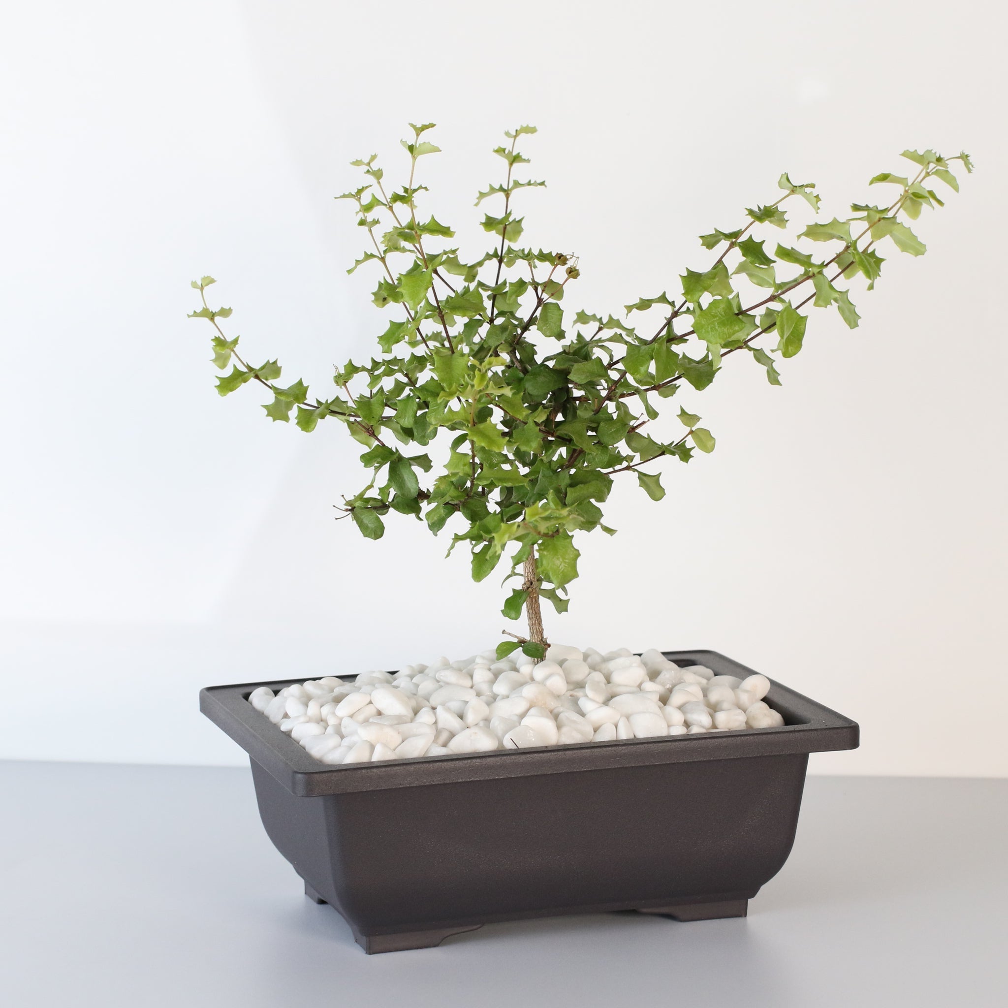 Zwerg-Hollies-Bonsai – Malpighia coccigera