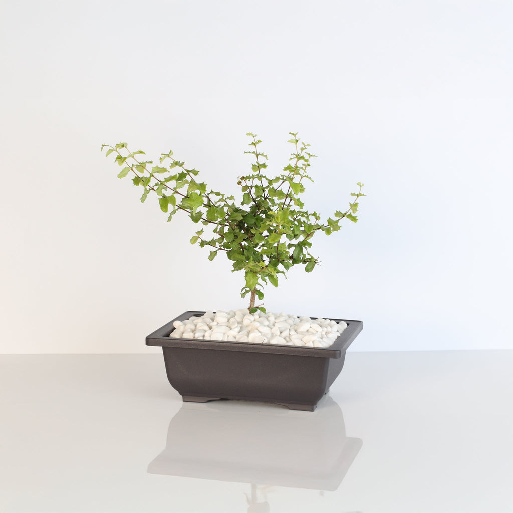 Zwerg-Hollies-Bonsai – Malpighia coccigera