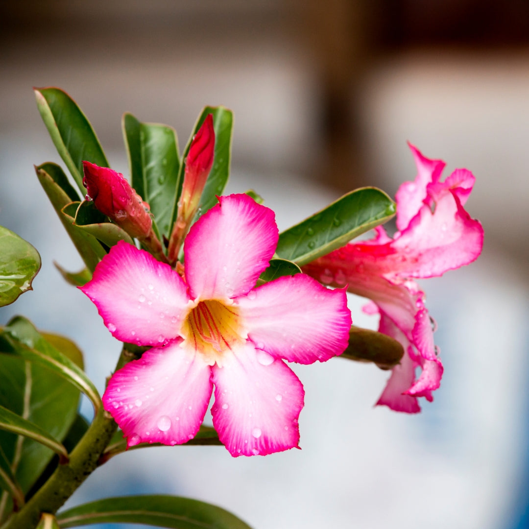 Wüstenrose – Adenium obesum
