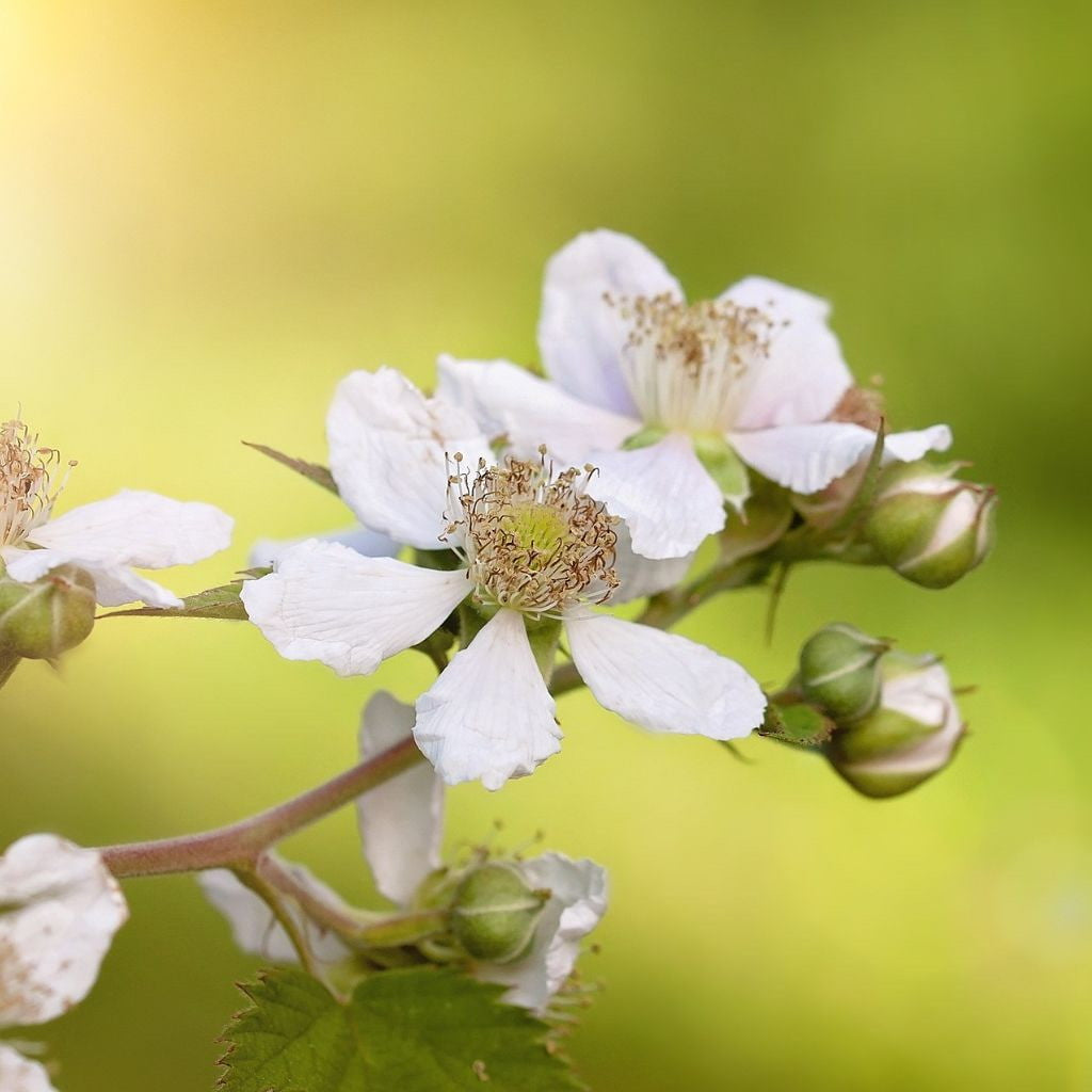 Brombeere Prime Ark Freedom – Rubus