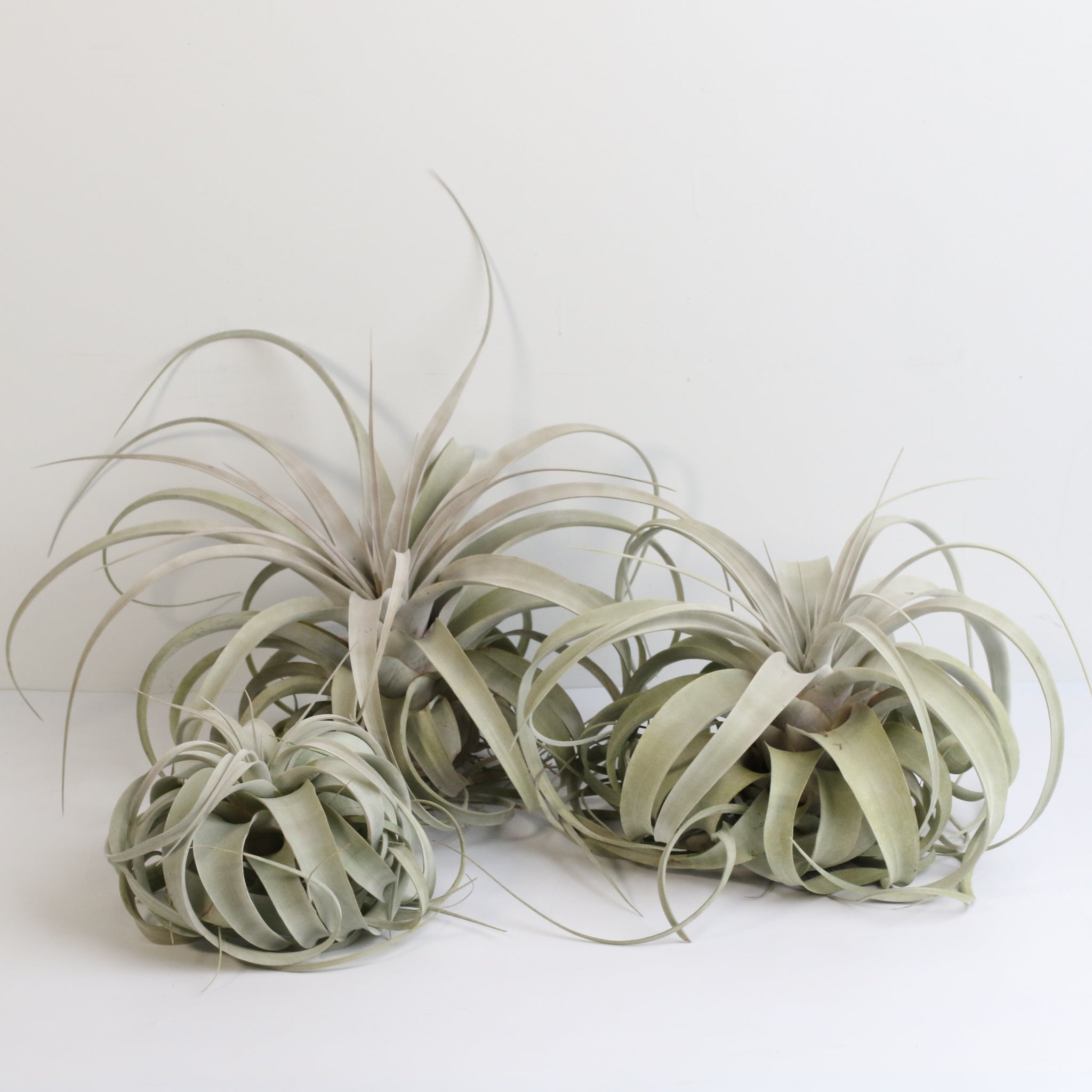 Tillandsia Xerographica – Luftpflanze