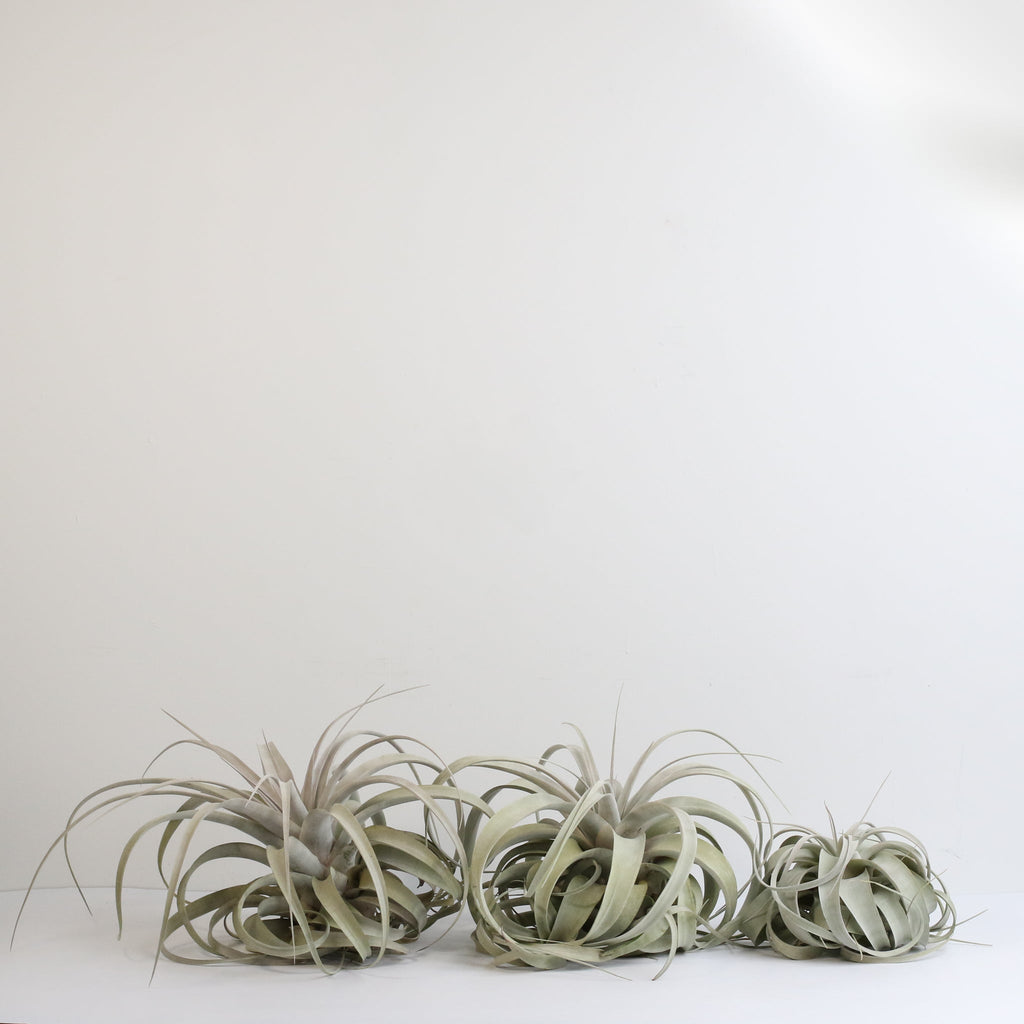 Tillandsia Xerographica – Luftpflanze