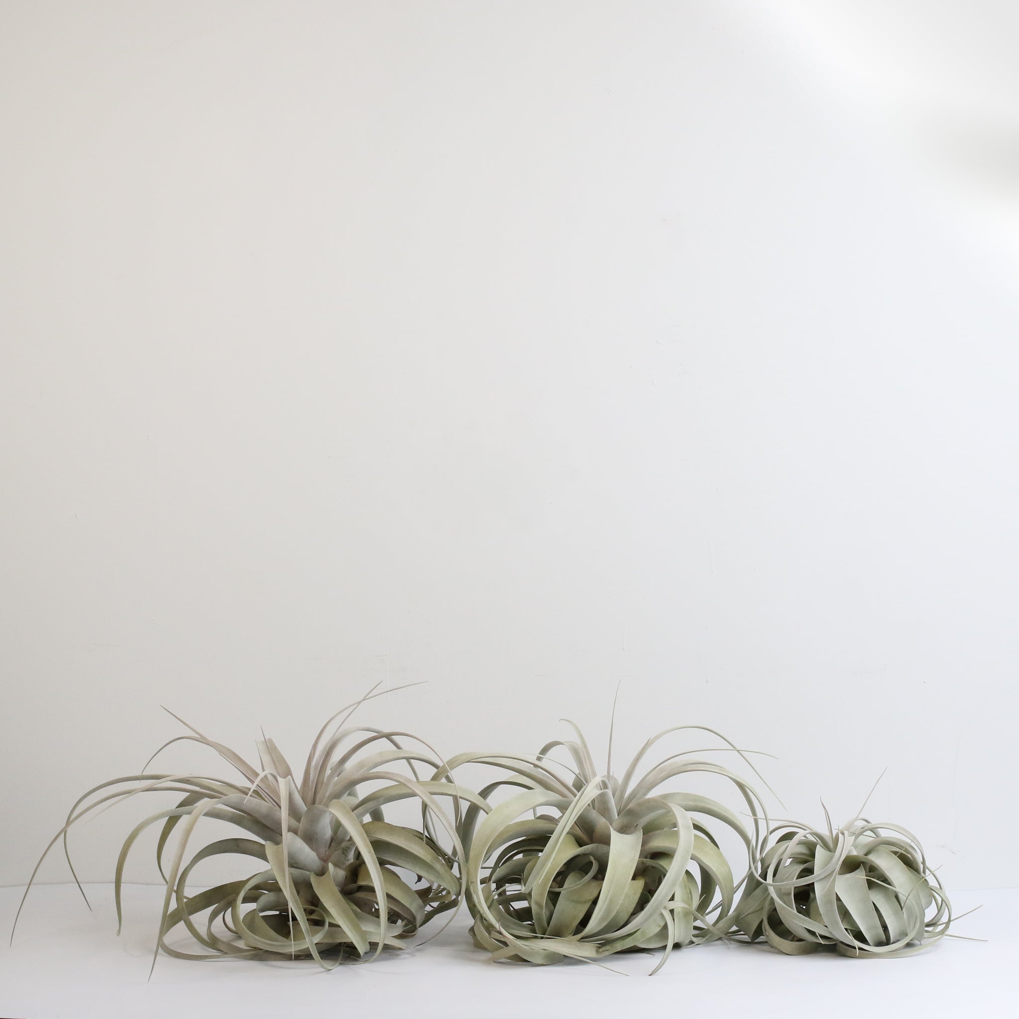 Tillandsia Xerographica – Luftpflanze