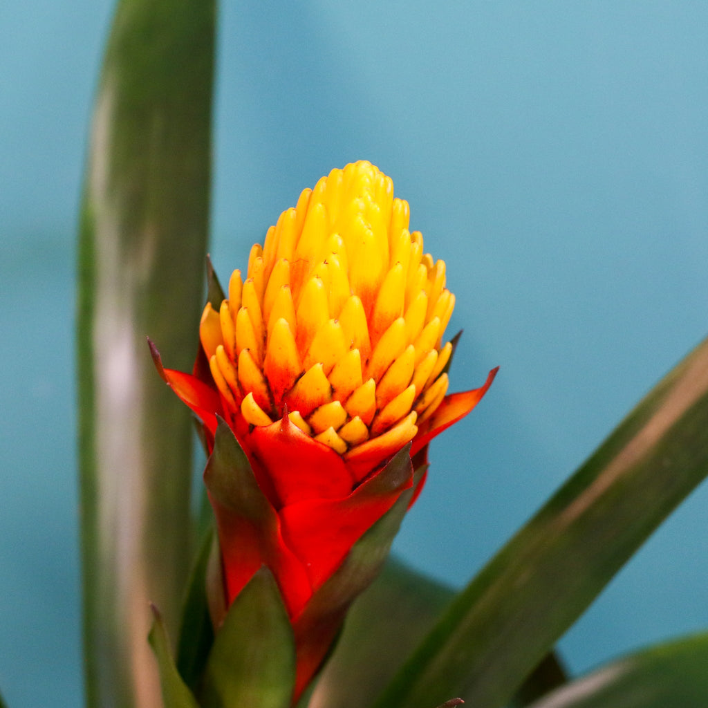 Guzmania Crown – Guzmania