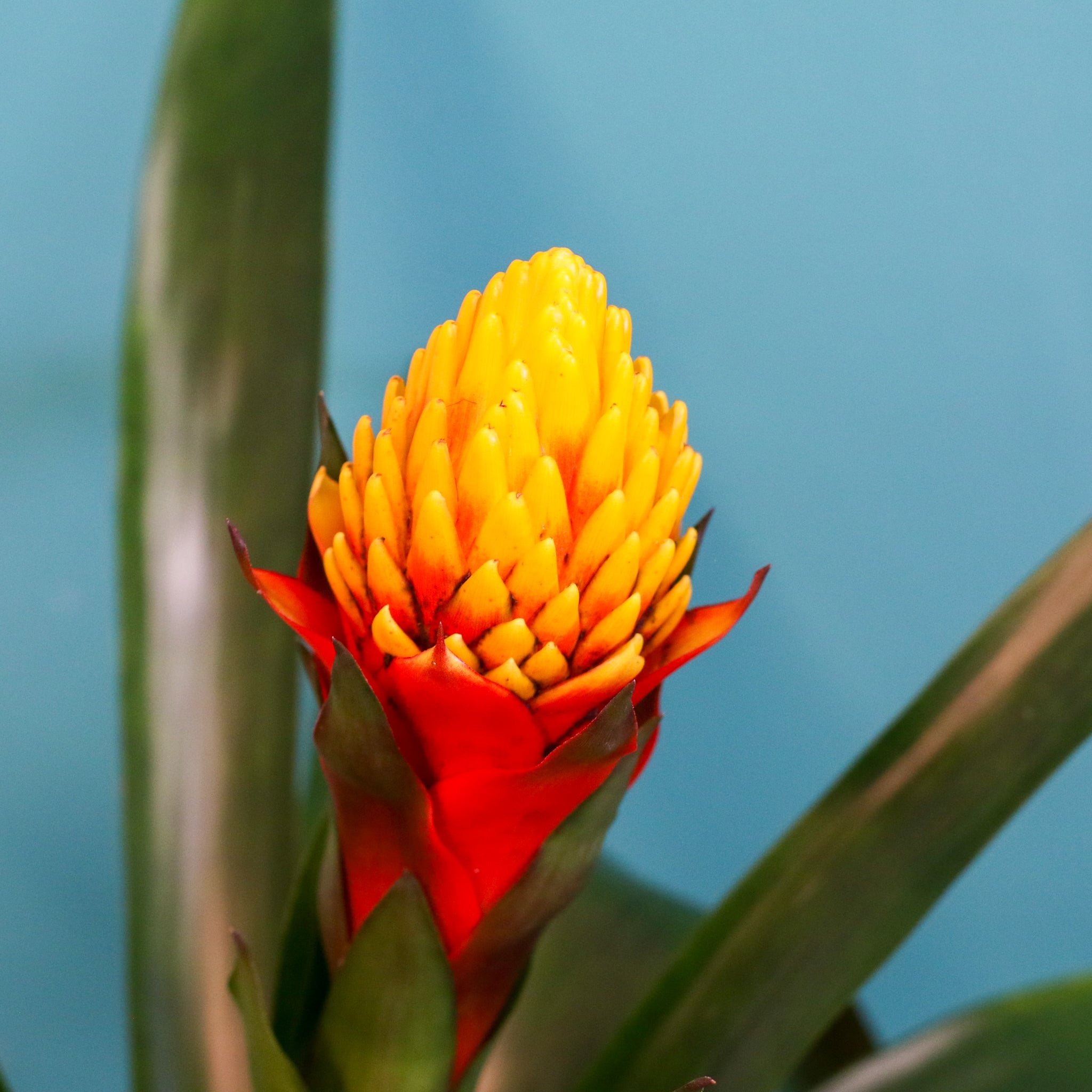 Guzmania Crown – Guzmania