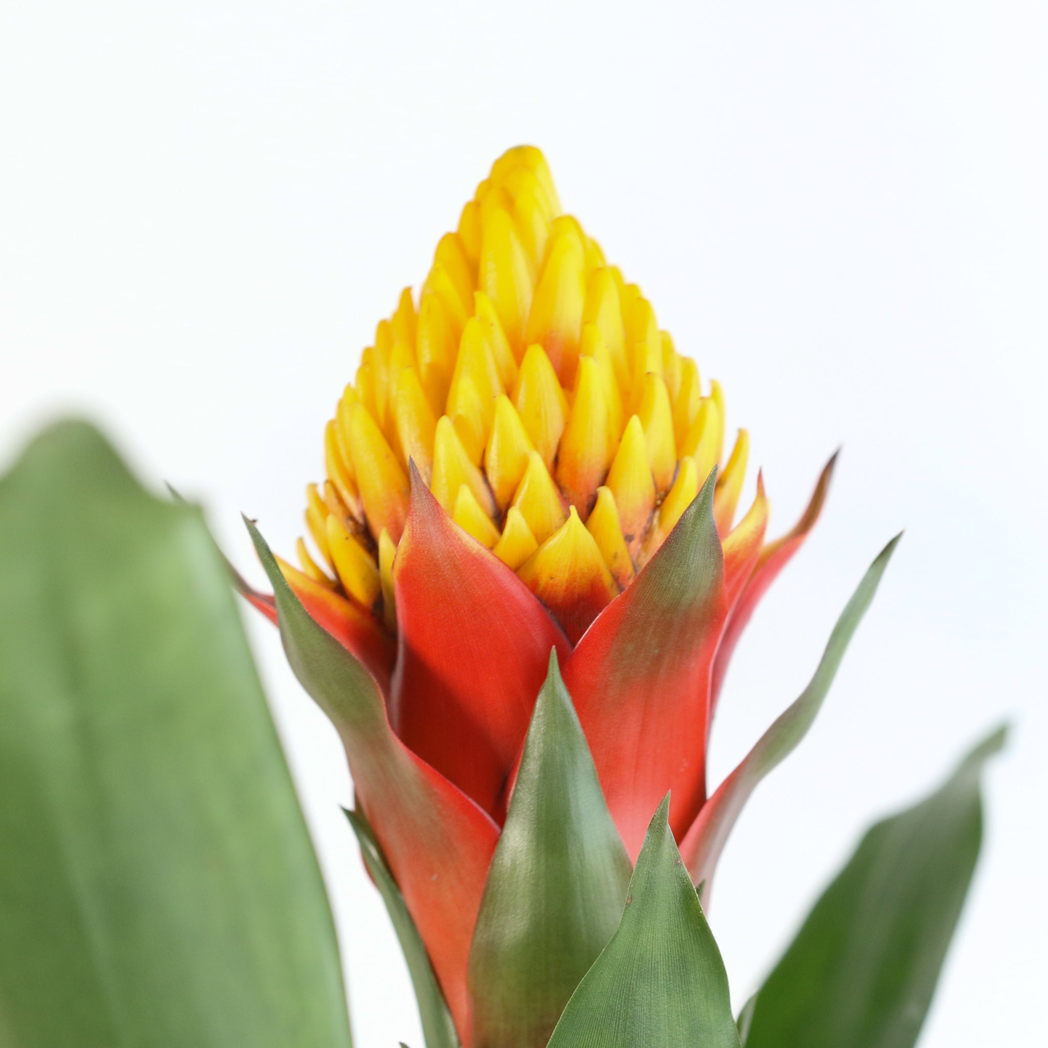 Guzmania Crown – Guzmania