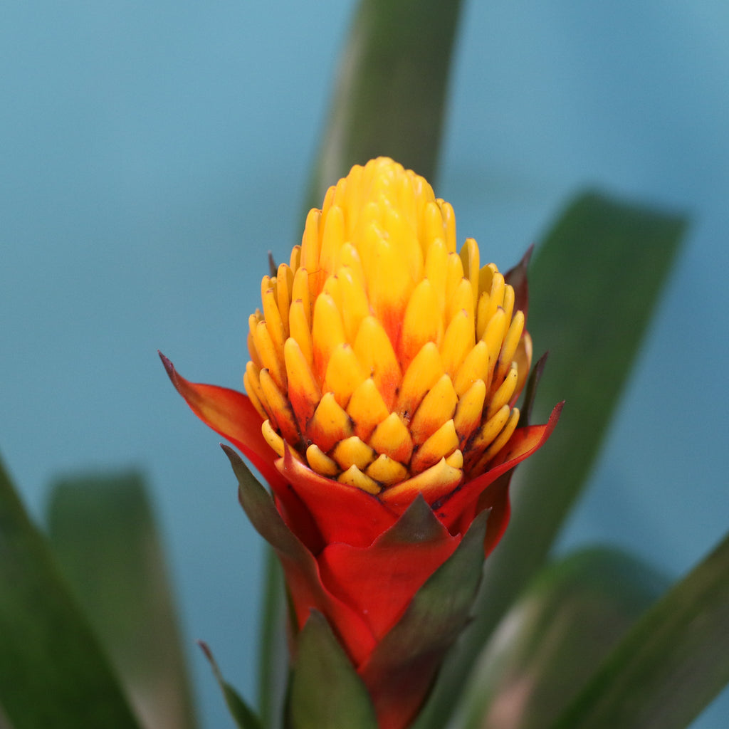 Guzmania Crown – Guzmania