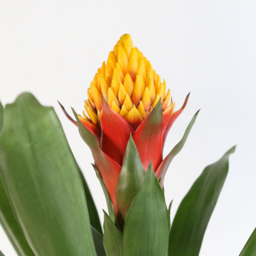 Guzmania Crown – Guzmania