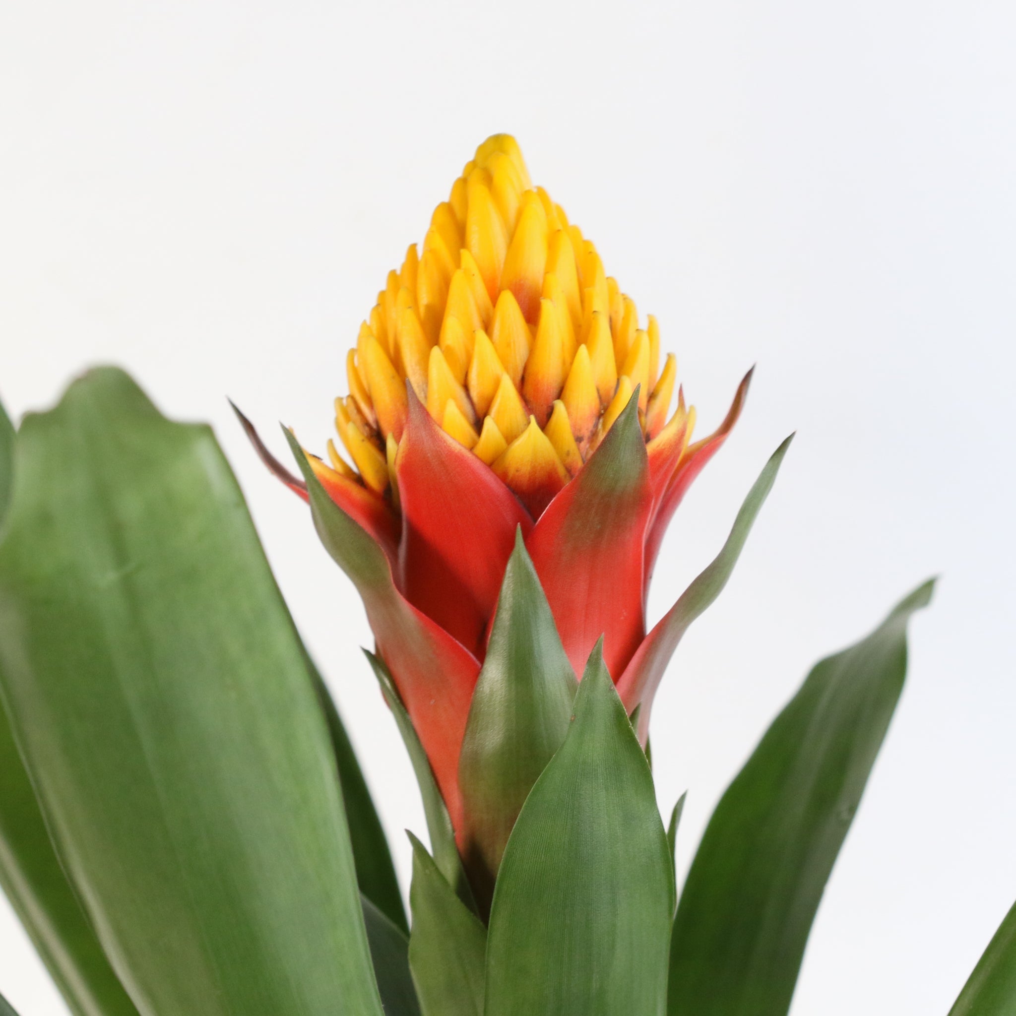 Guzmania Crown – Guzmania
