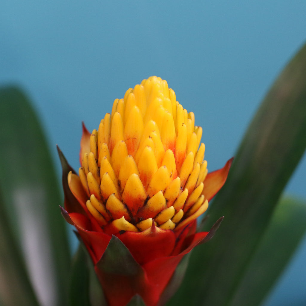 Guzmania Crown – Guzmania