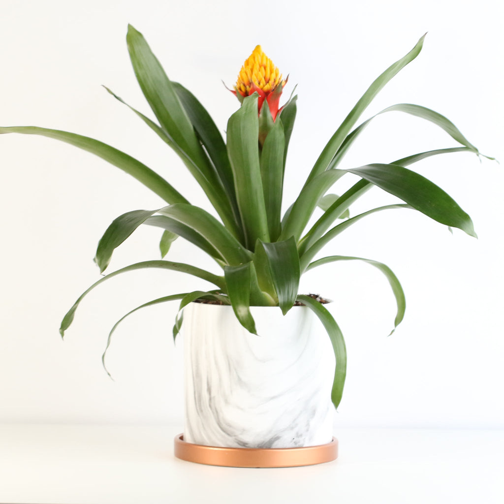 Guzmania Crown – Guzmania