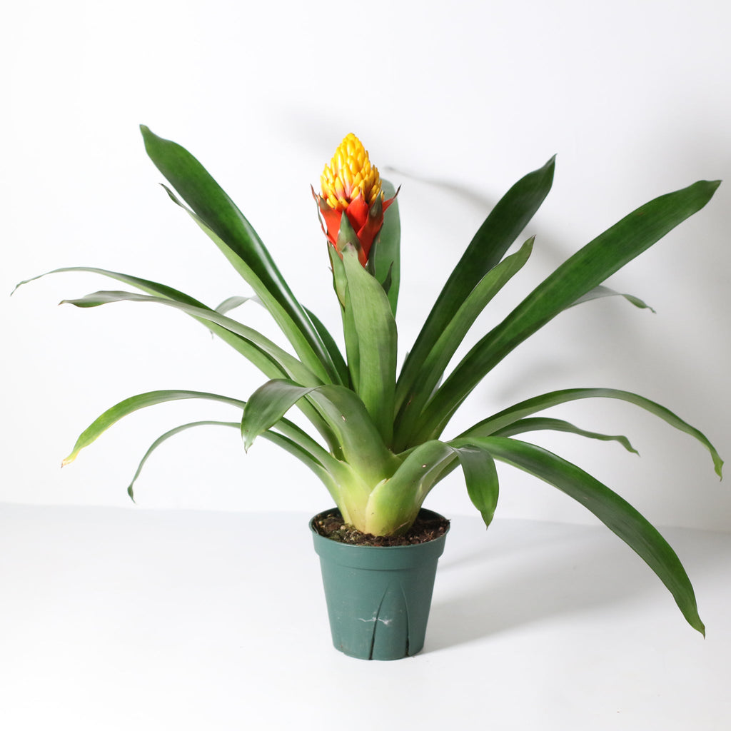 Guzmania Crown – Guzmania