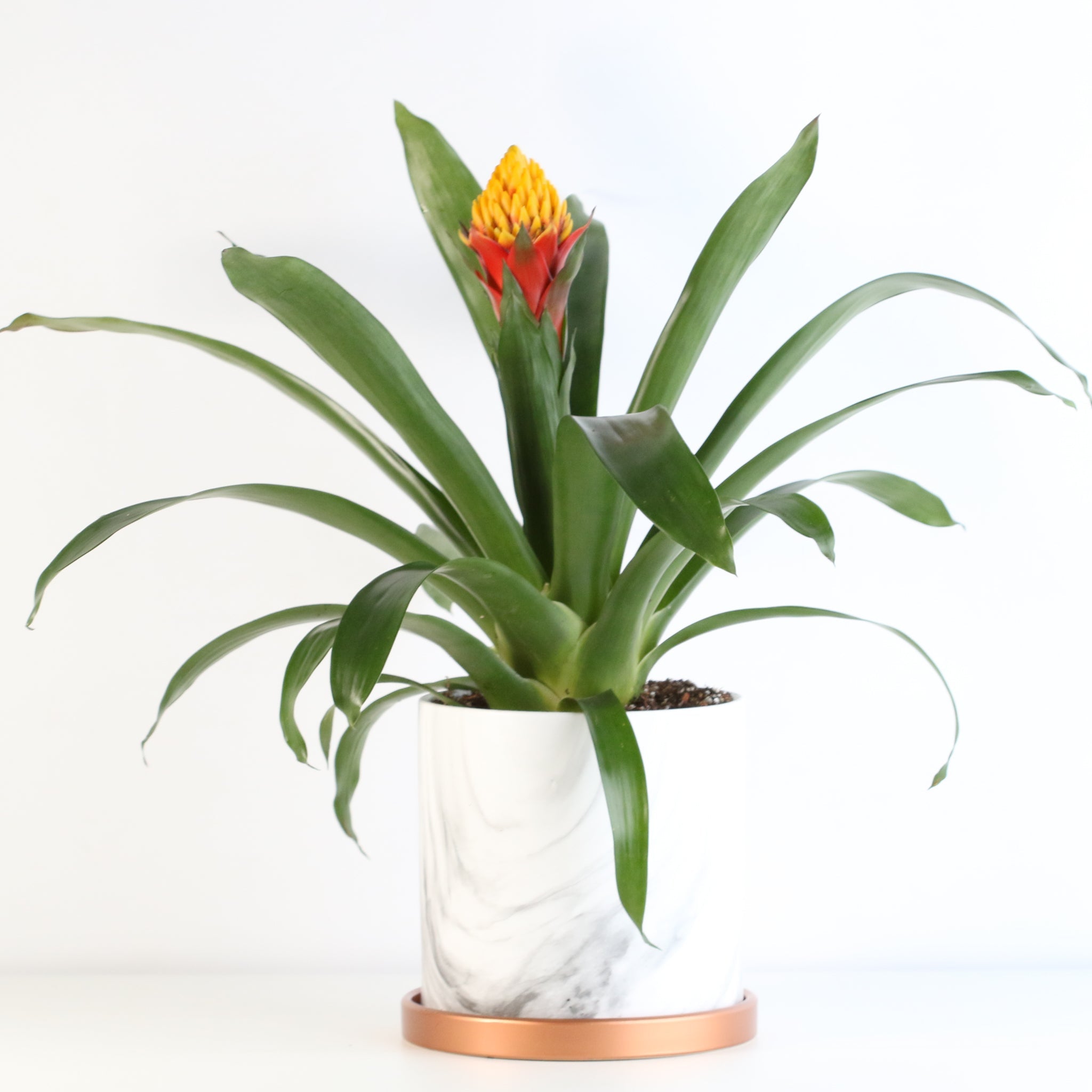 Guzmania Crown – Guzmania