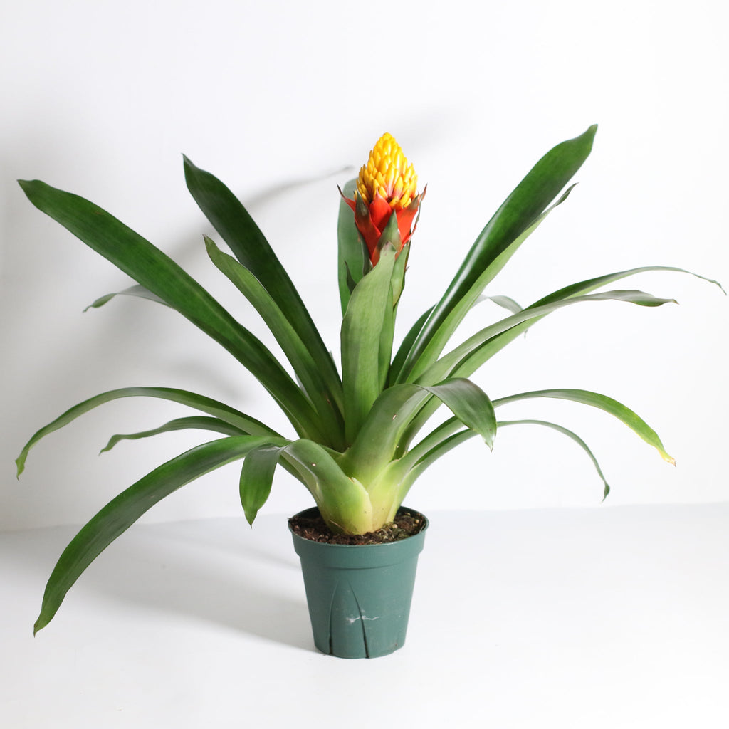 Guzmania Crown – Guzmania
