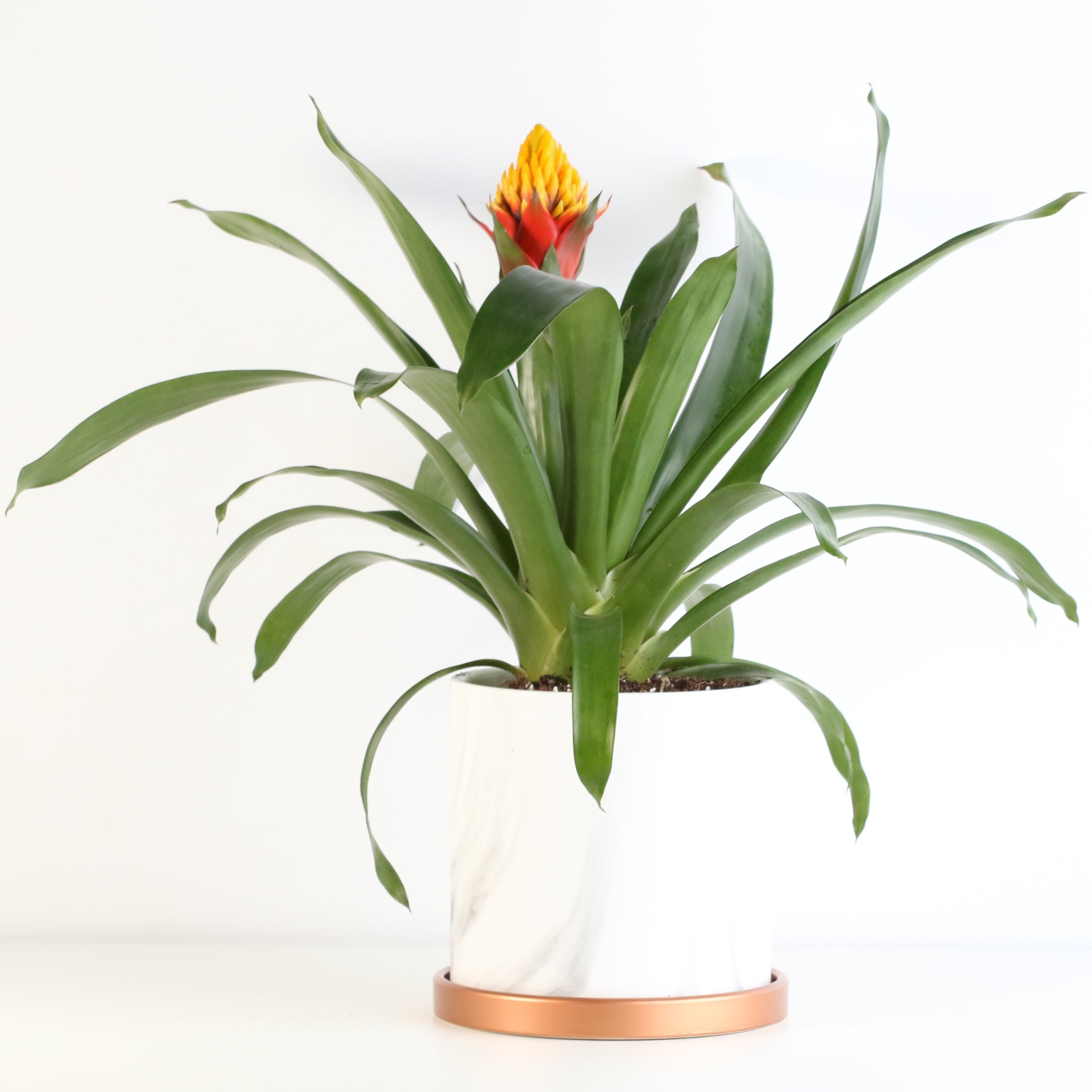 Guzmania Crown – Guzmania