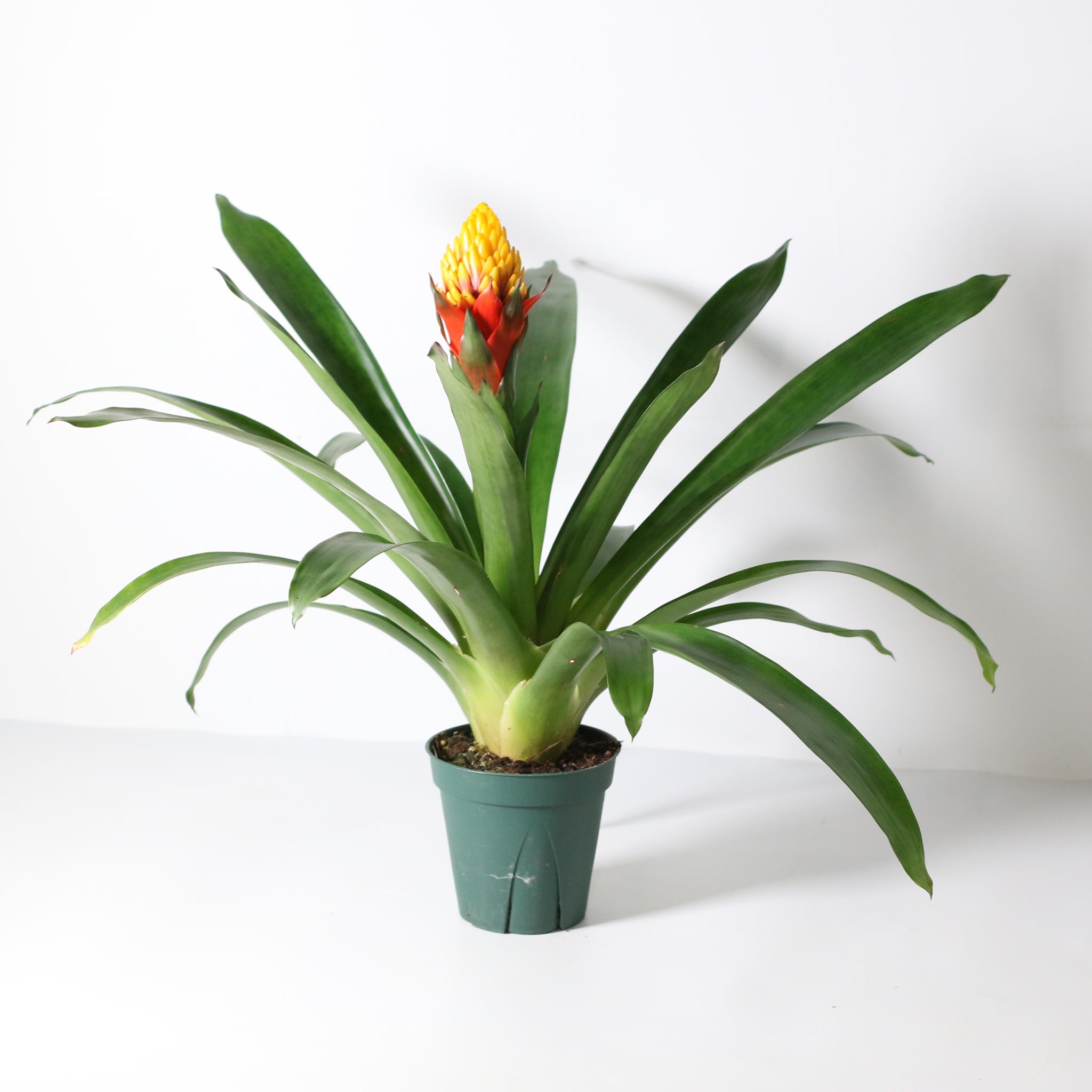 Guzmania Crown – Guzmania