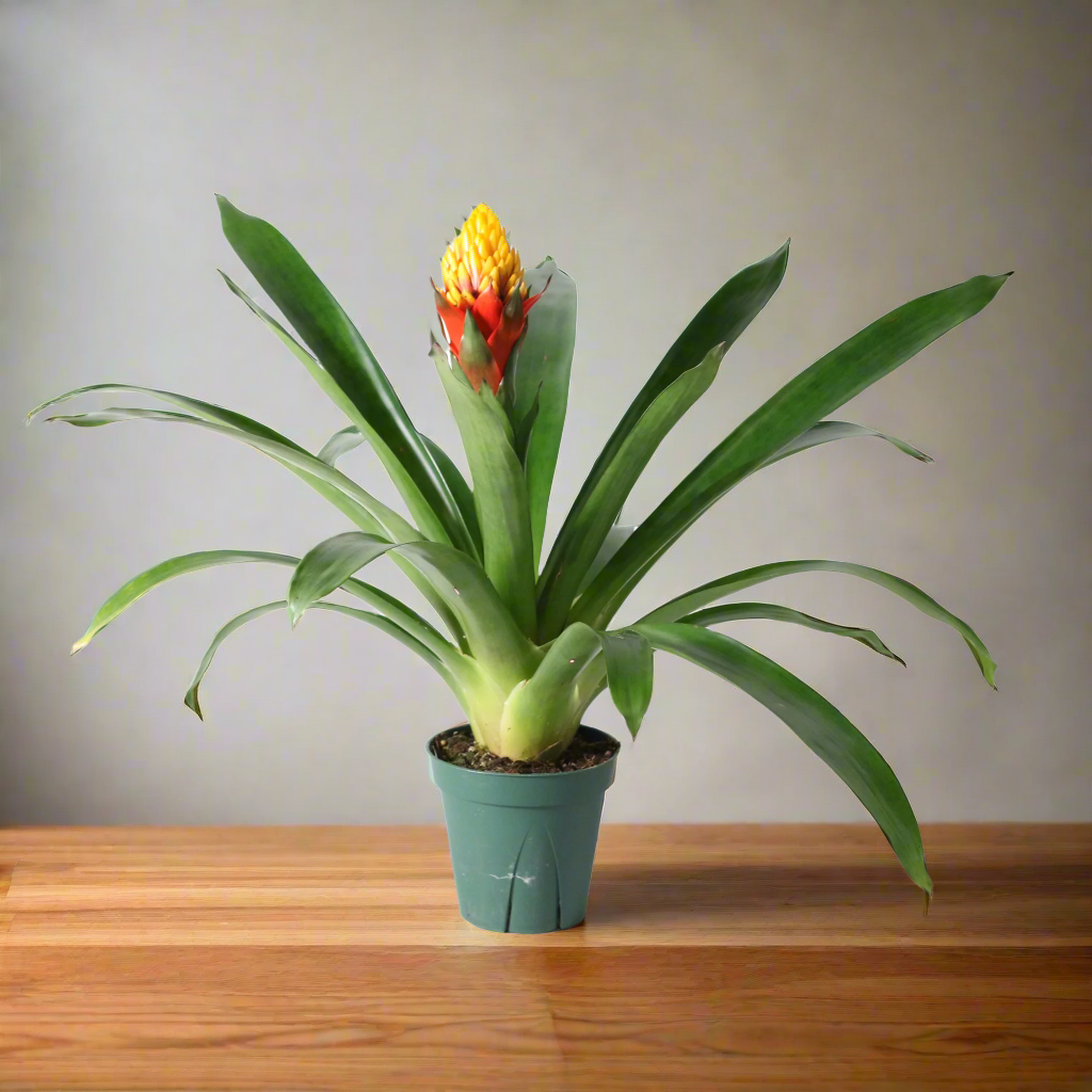 Guzmania Crown – Guzmania