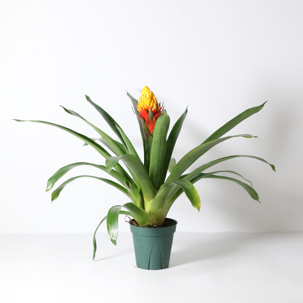 Guzmania Crown – Guzmania