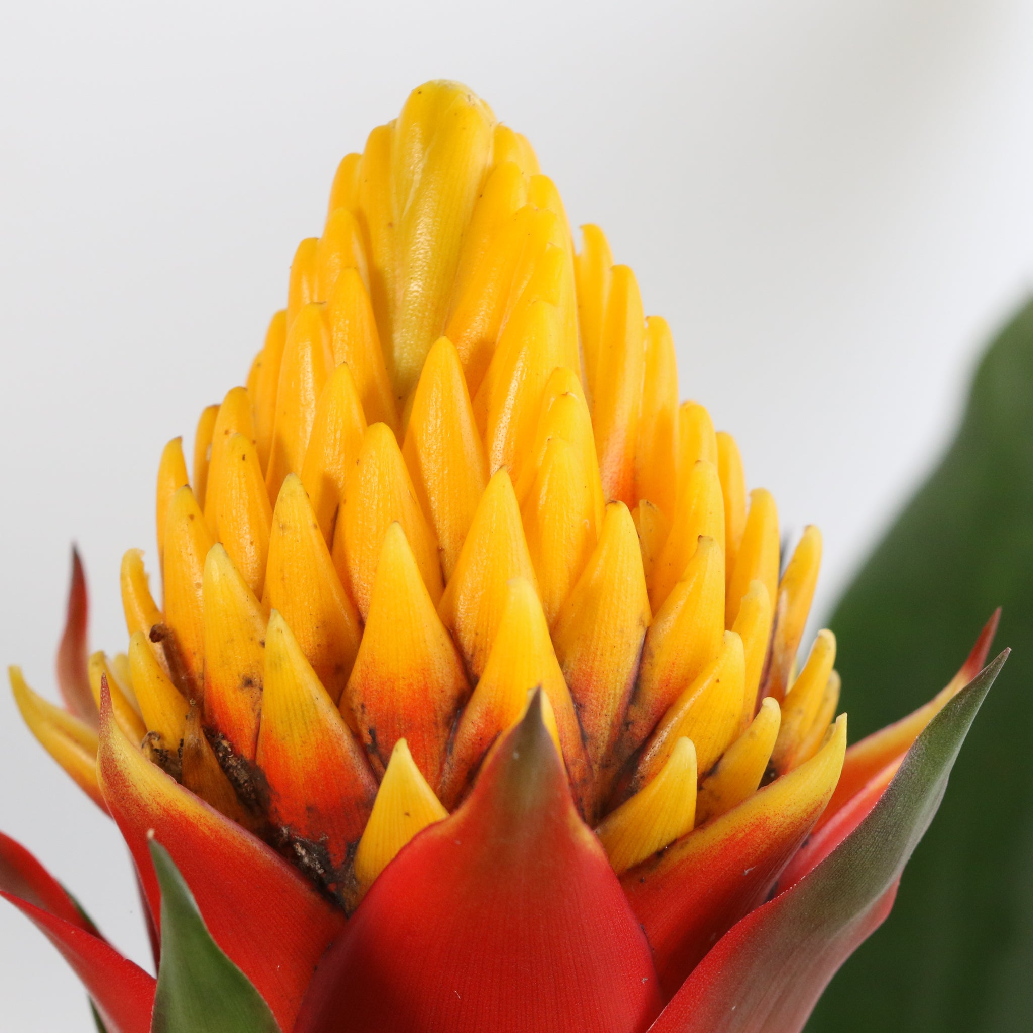 Guzmania Crown – Guzmania