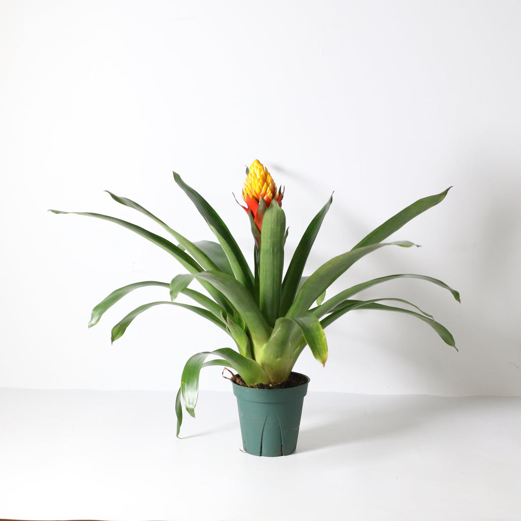 Guzmania Crown – Guzmania