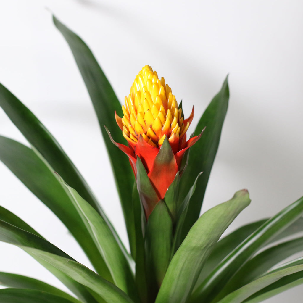 Guzmania Crown – Guzmania
