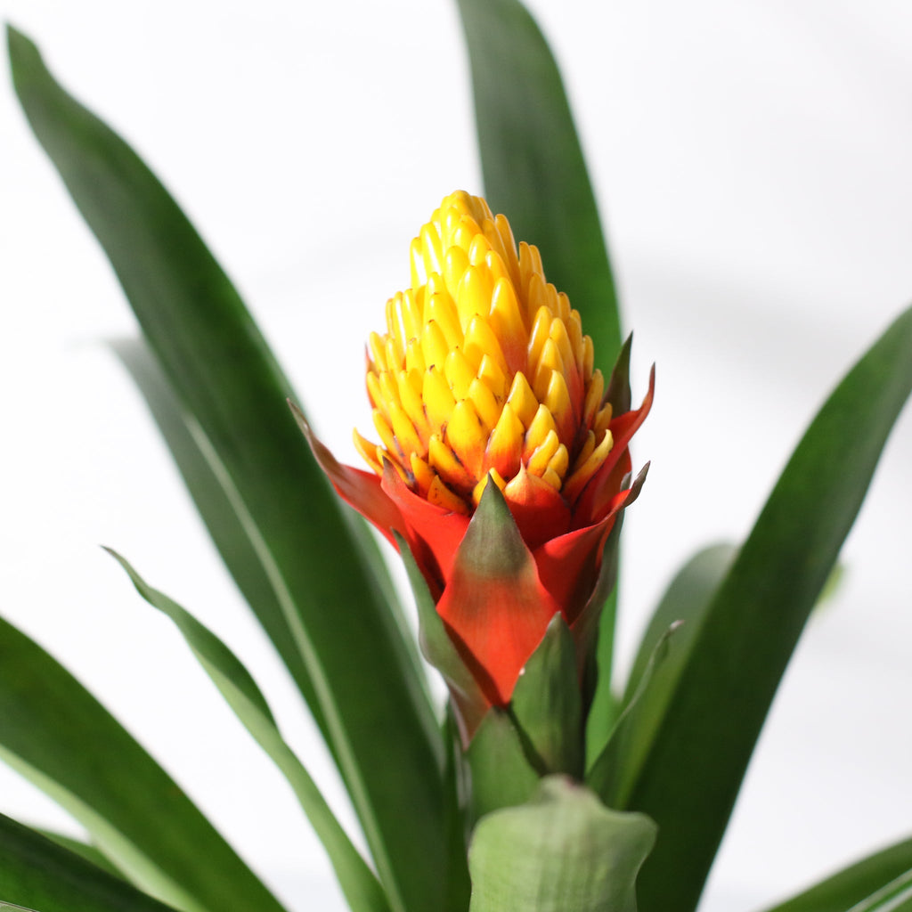 Guzmania Crown – Guzmania