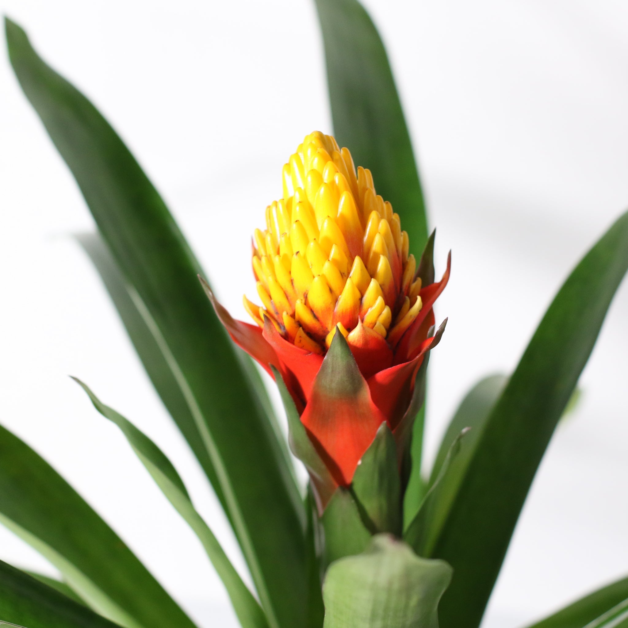 Guzmania Crown – Guzmania