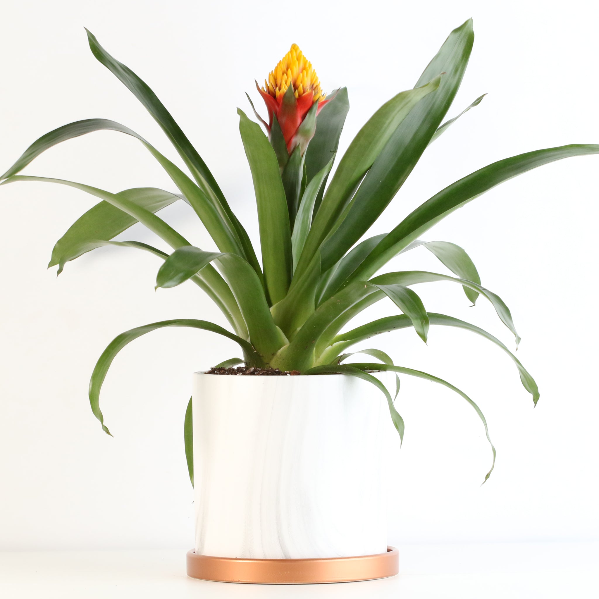 Guzmania Crown – Guzmania