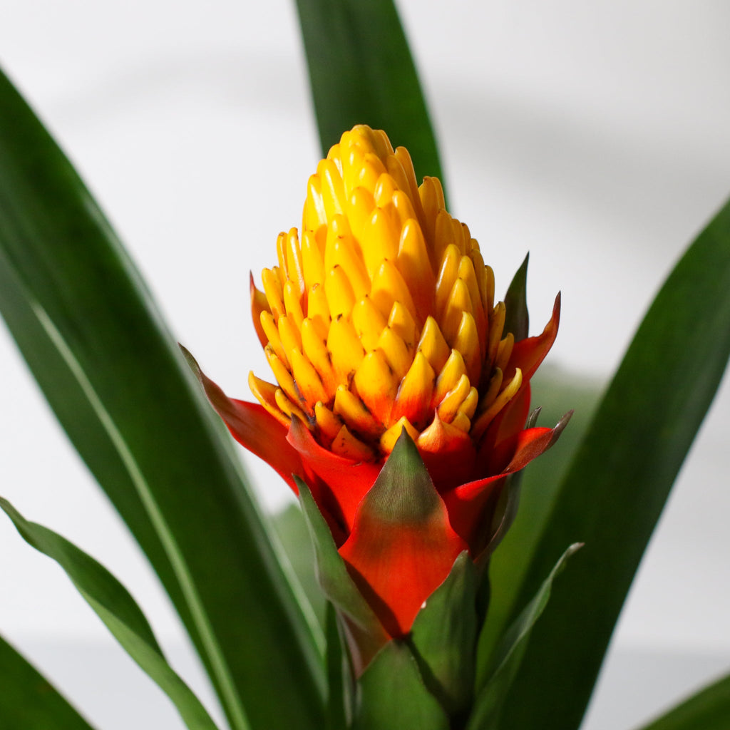 Guzmania Crown – Guzmania